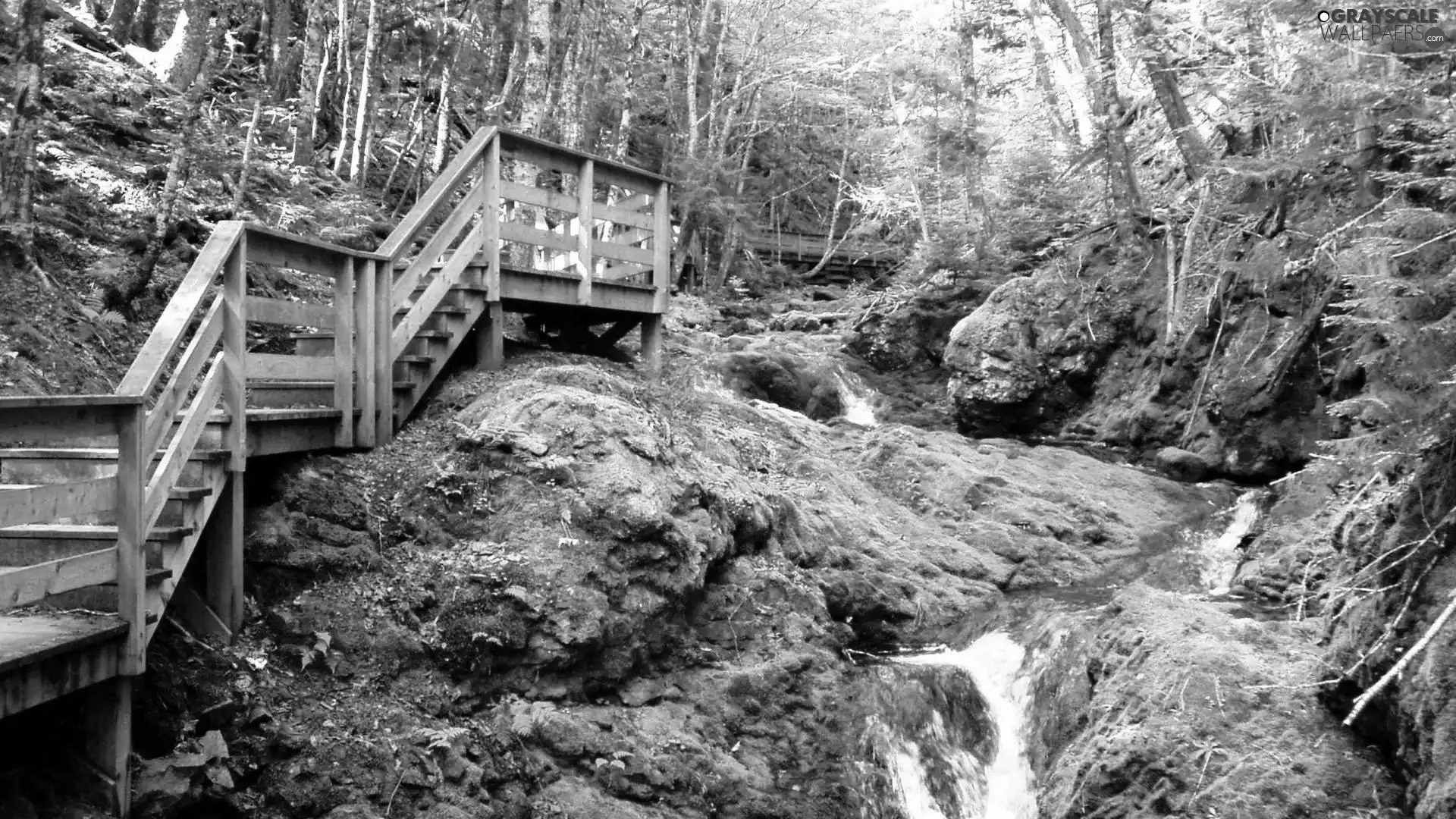 Stairs, forest, stream