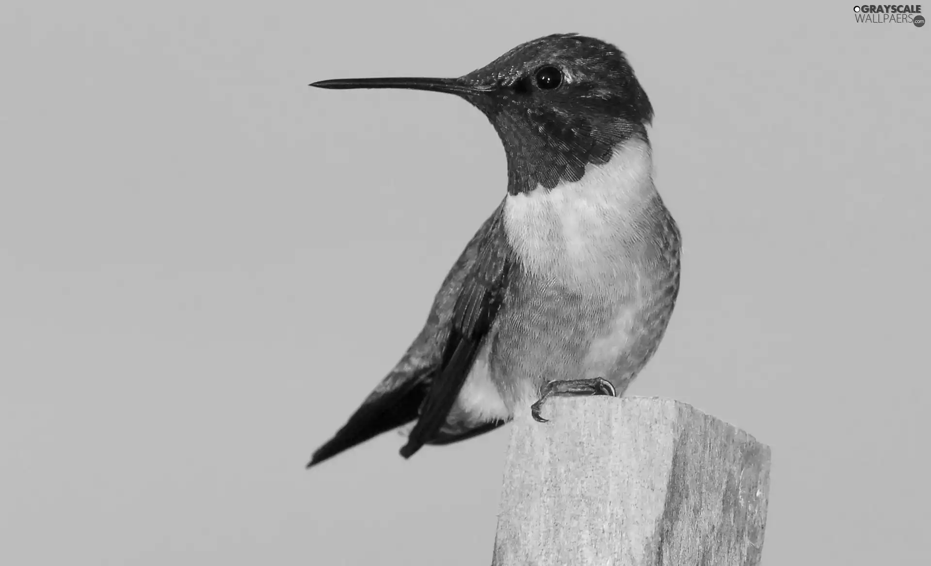 Ruby-throated hummingbird, stake