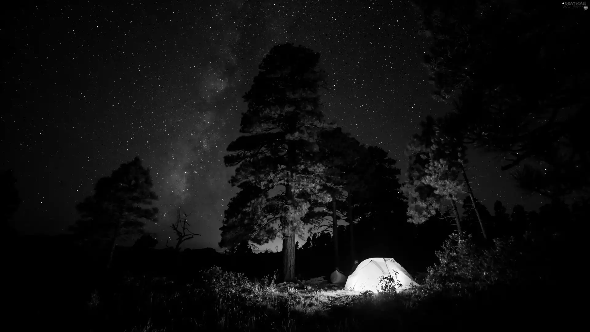 star, Tent, trees, viewes, Night