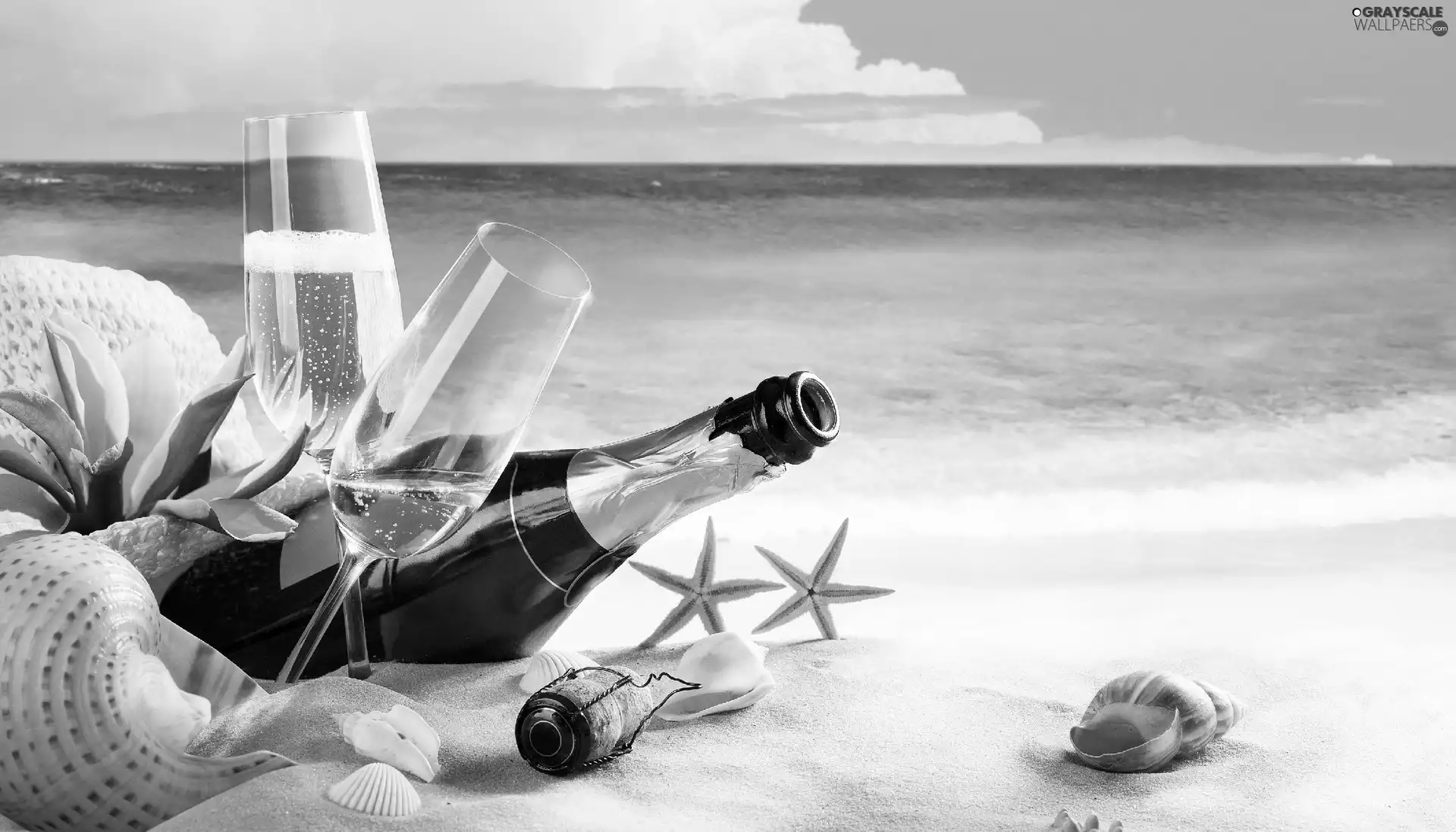 starfish, sea, Champagne, Shells, Beaches