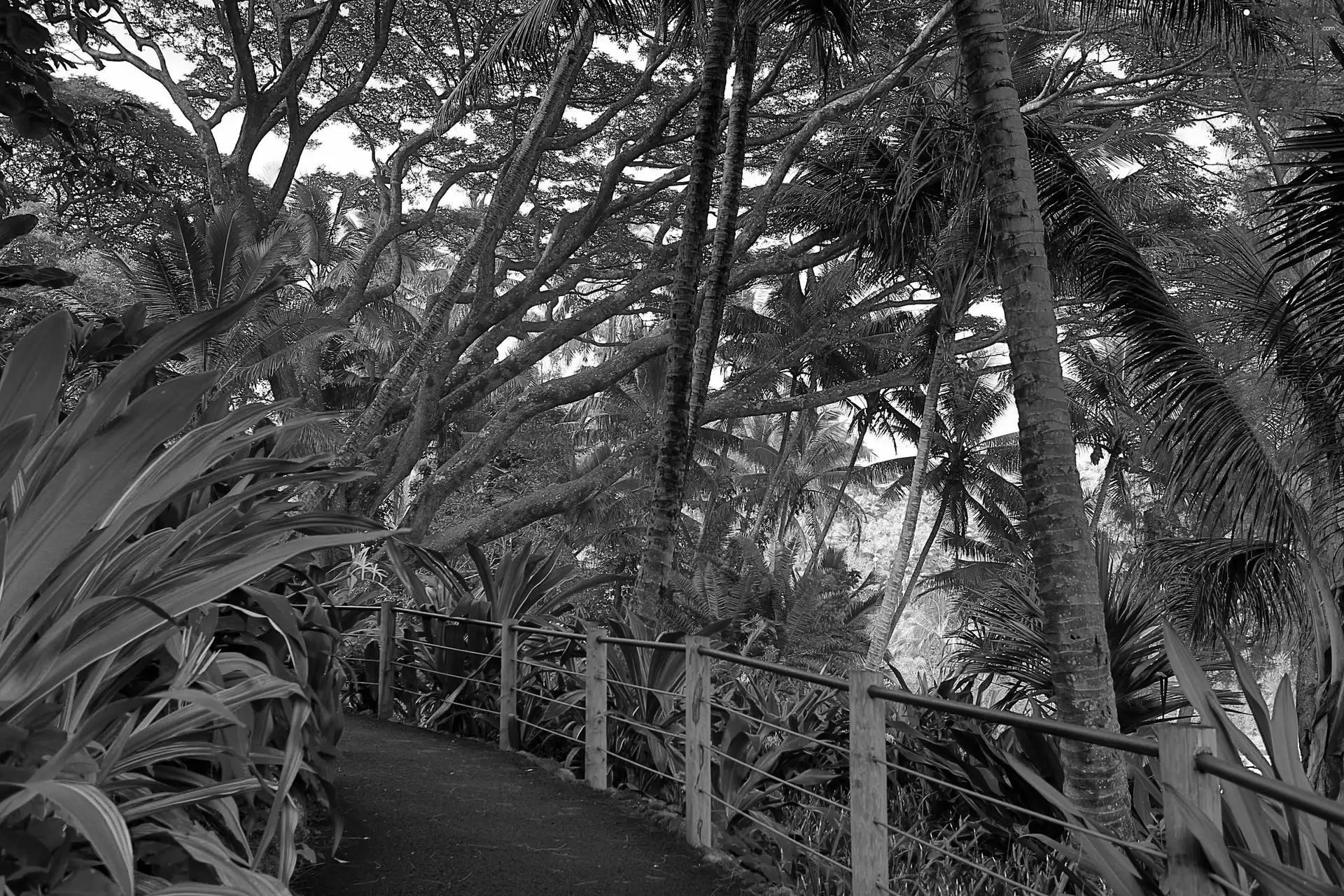 tropical, promenade, Aloha State Hawaje, botanical garden