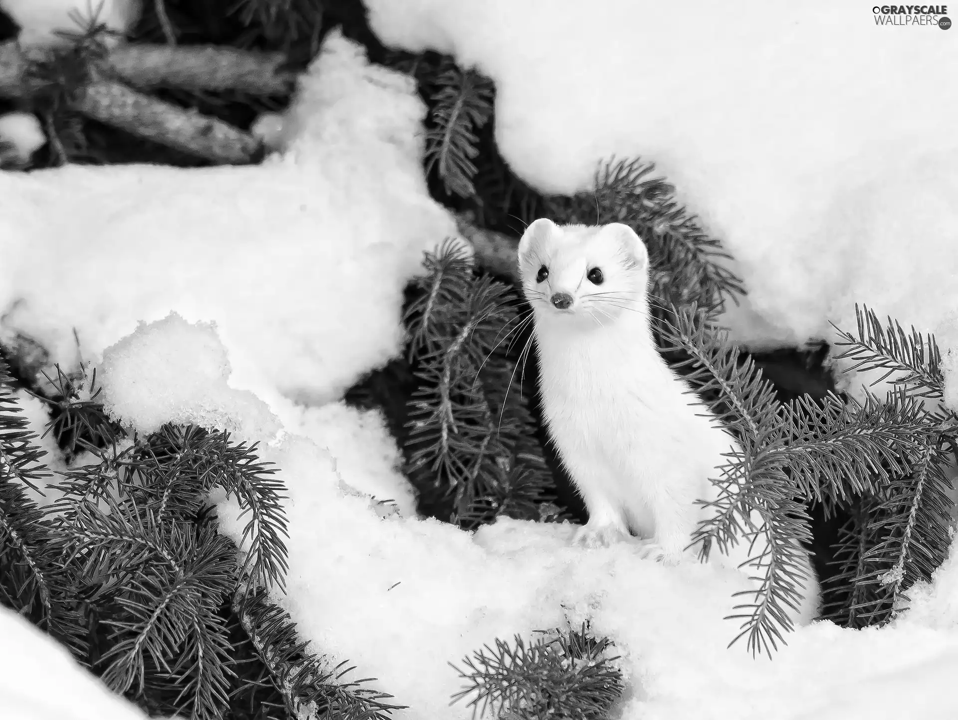 winter, White, stoat, spruce