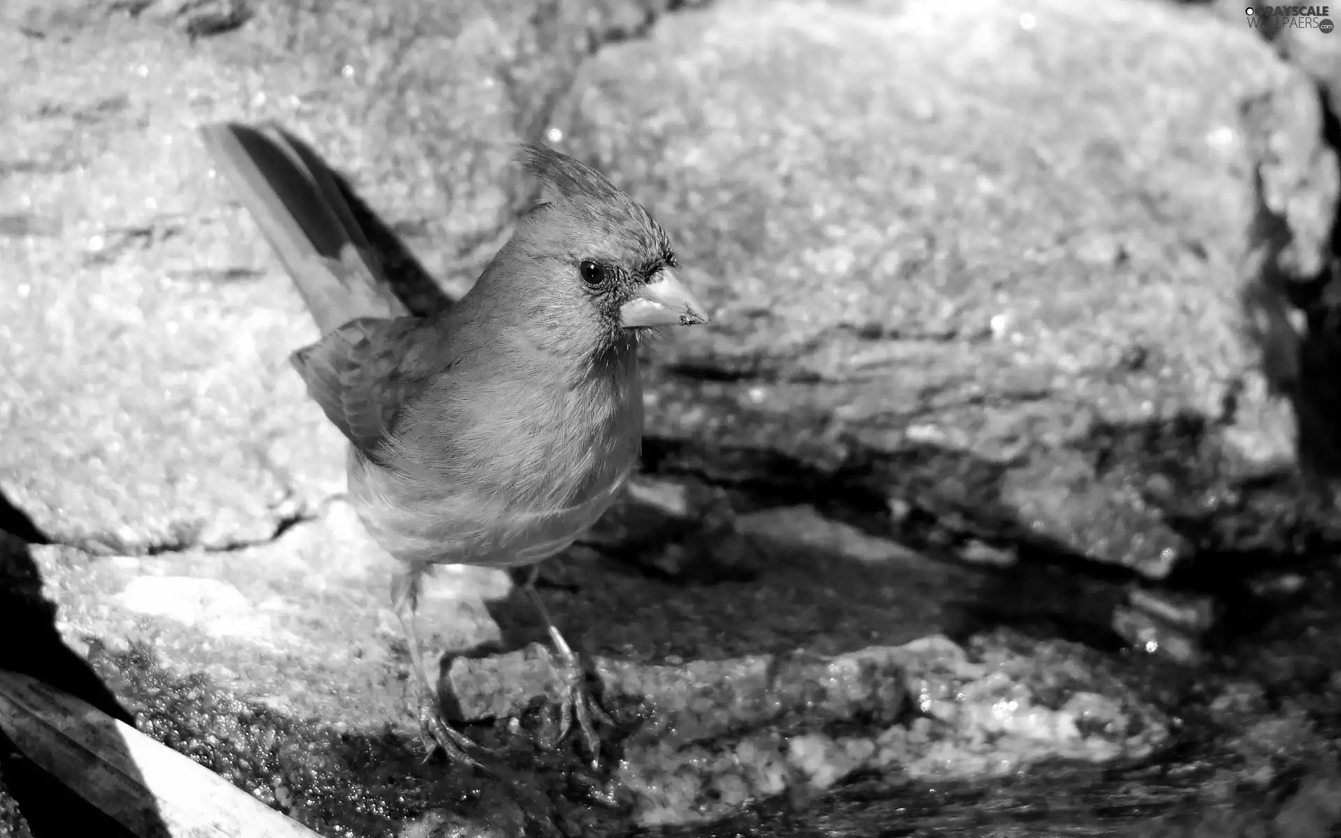 Stones, Bird, cardinal