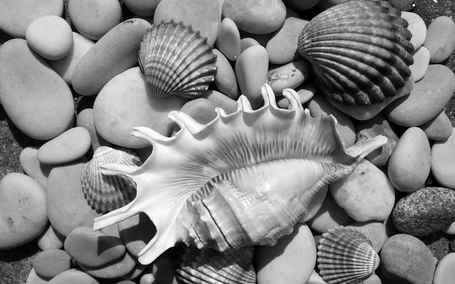 Shells, Stones
