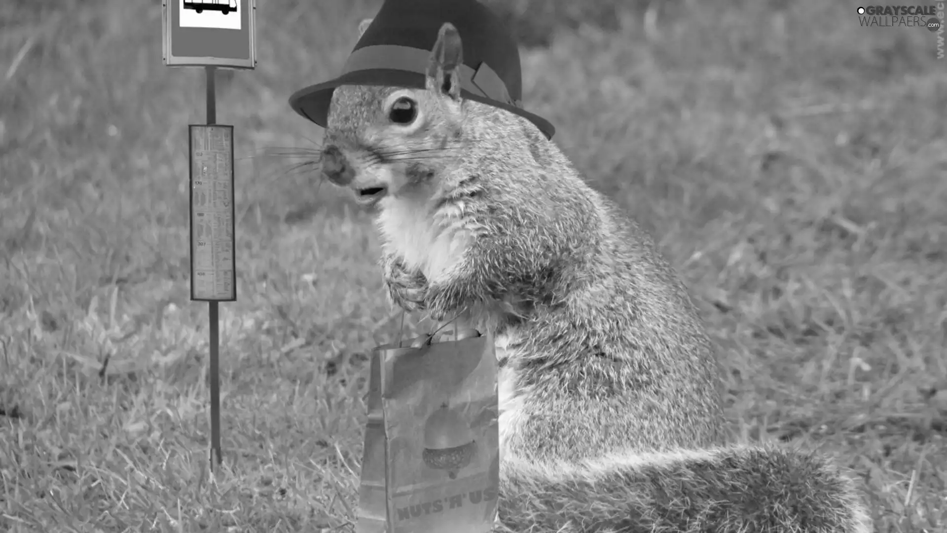 stop, squirrel, Hat