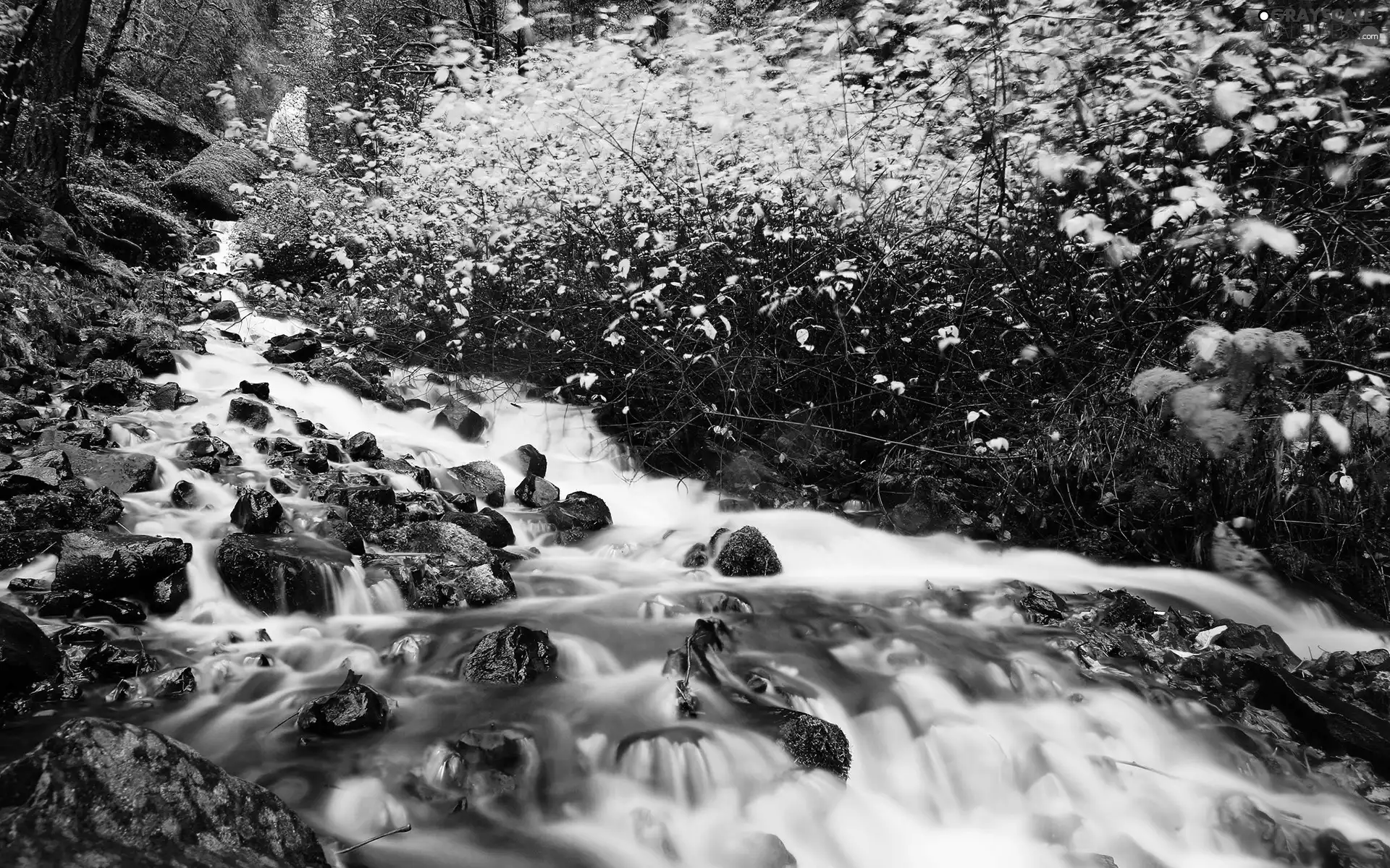 stream, Stones, forest, rapid, autumn