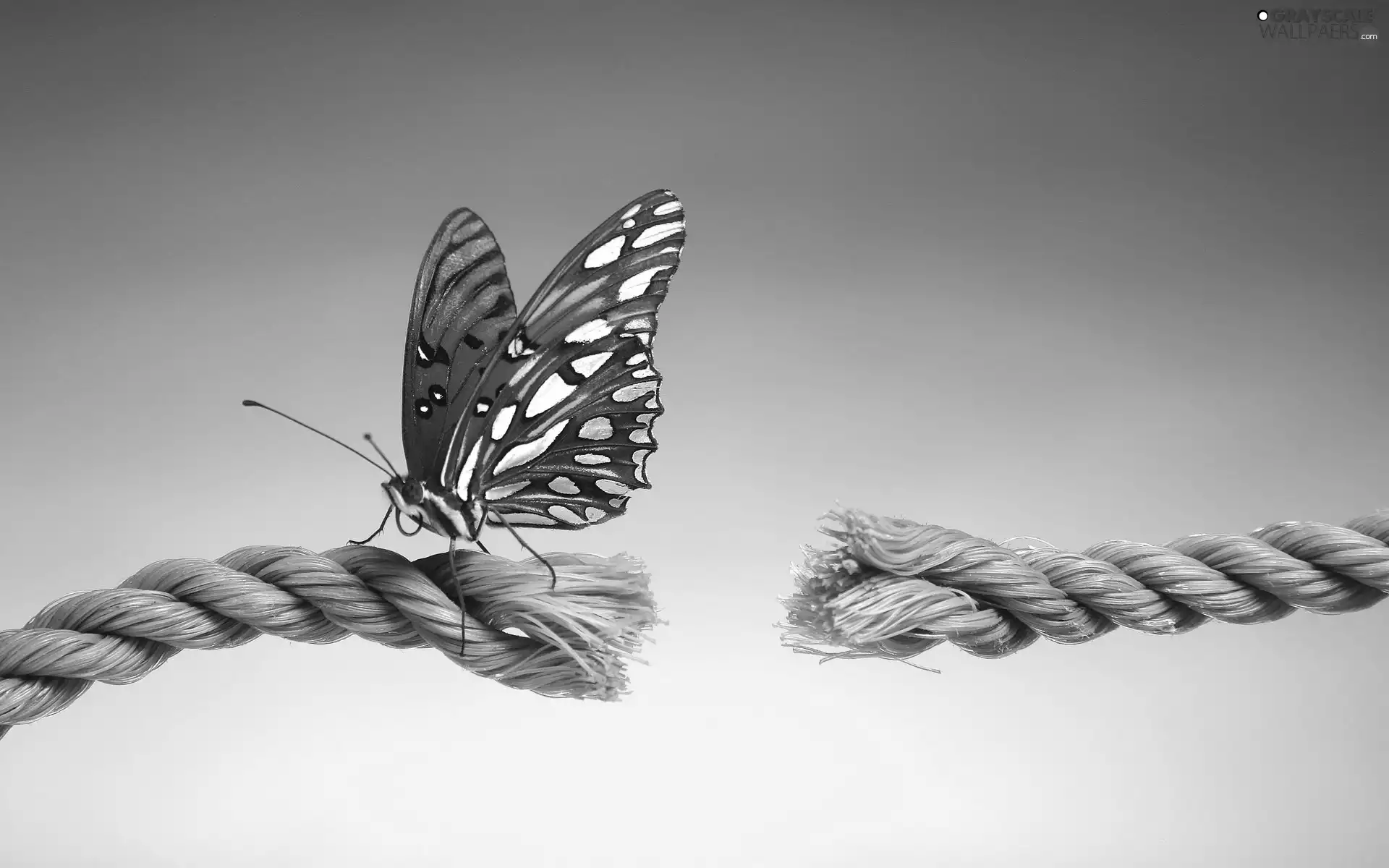 string, butterfly, broken