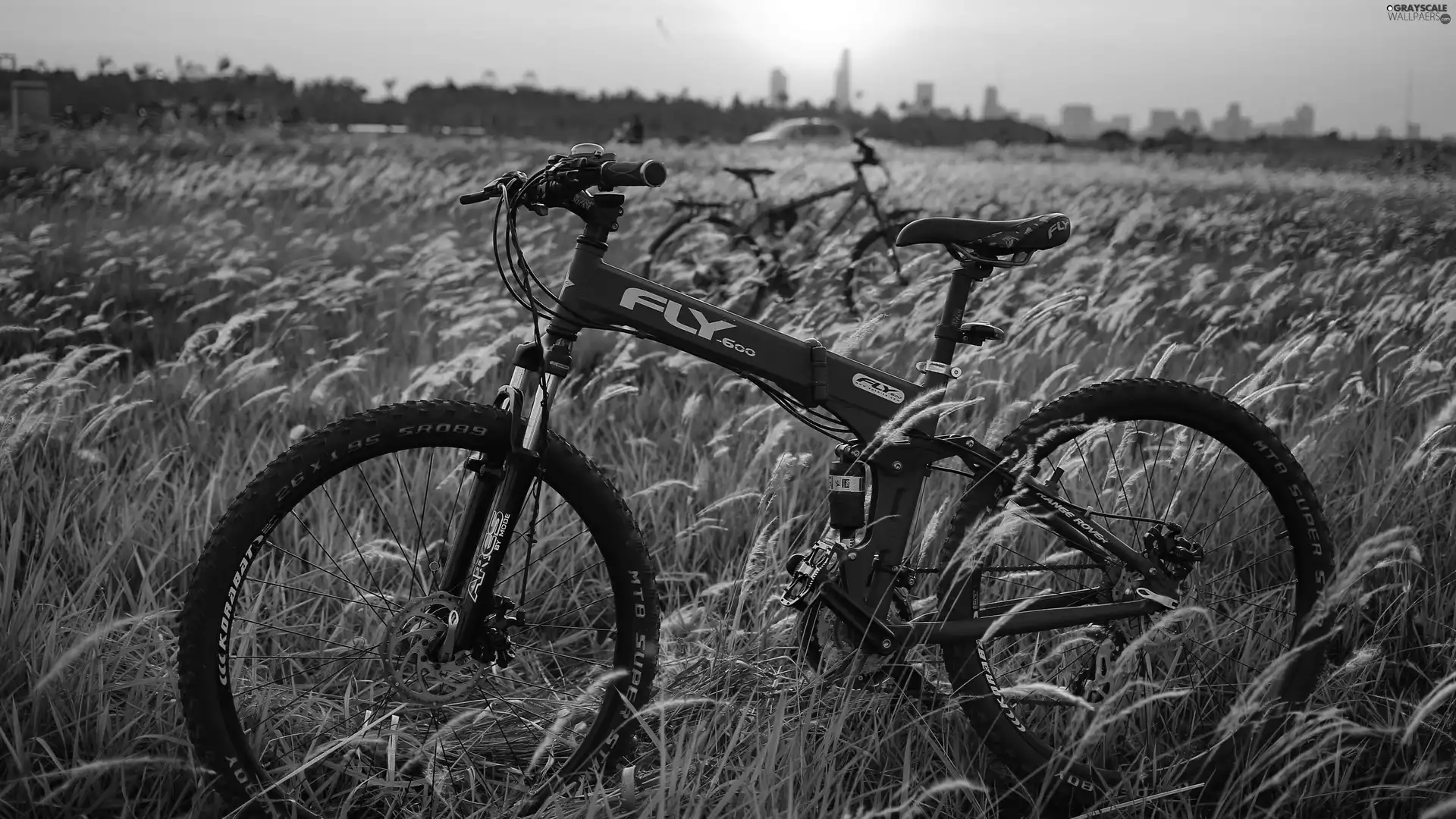 summer, Bike, Meadow