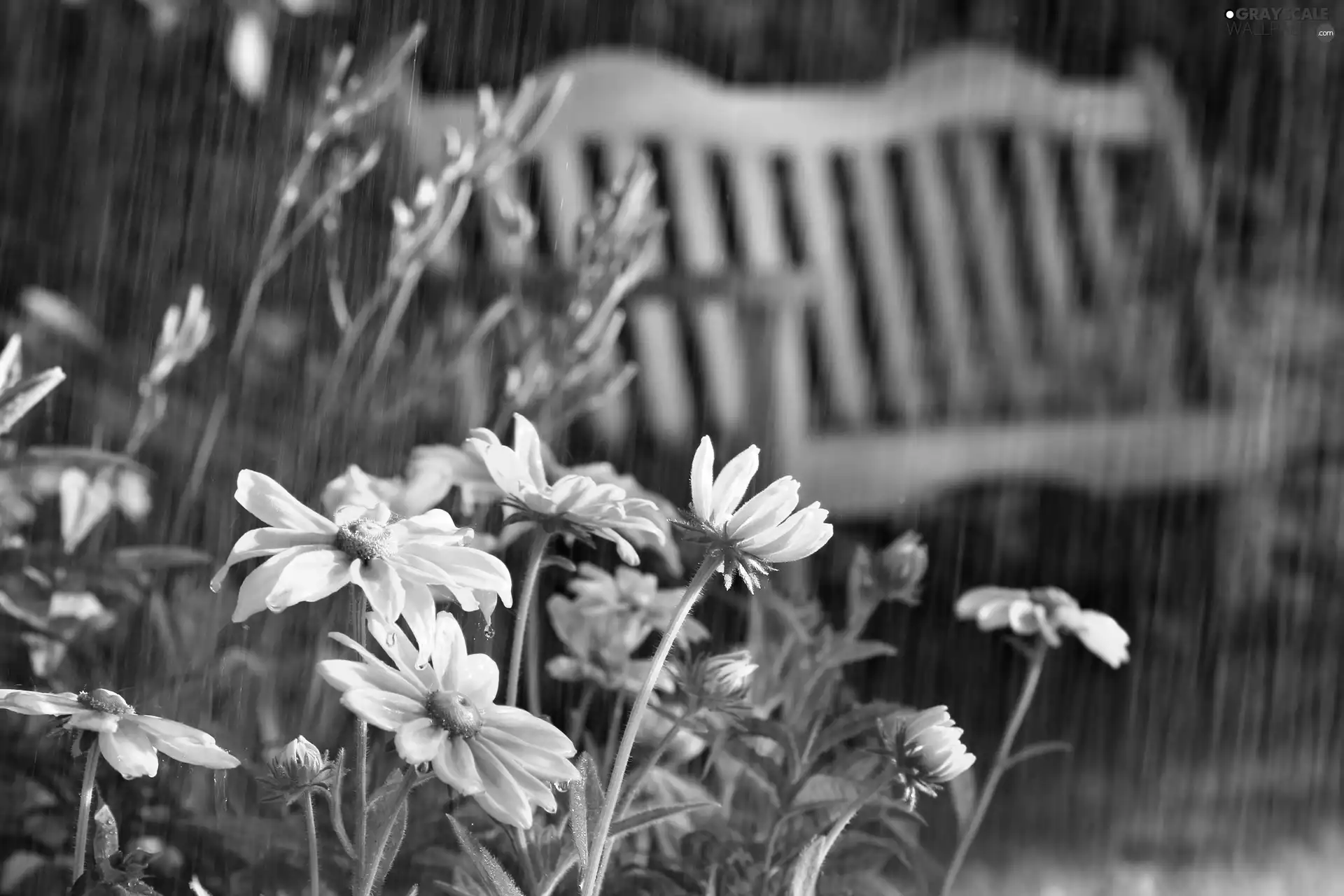 Yellow, Bench, Summer Rain, Flowers