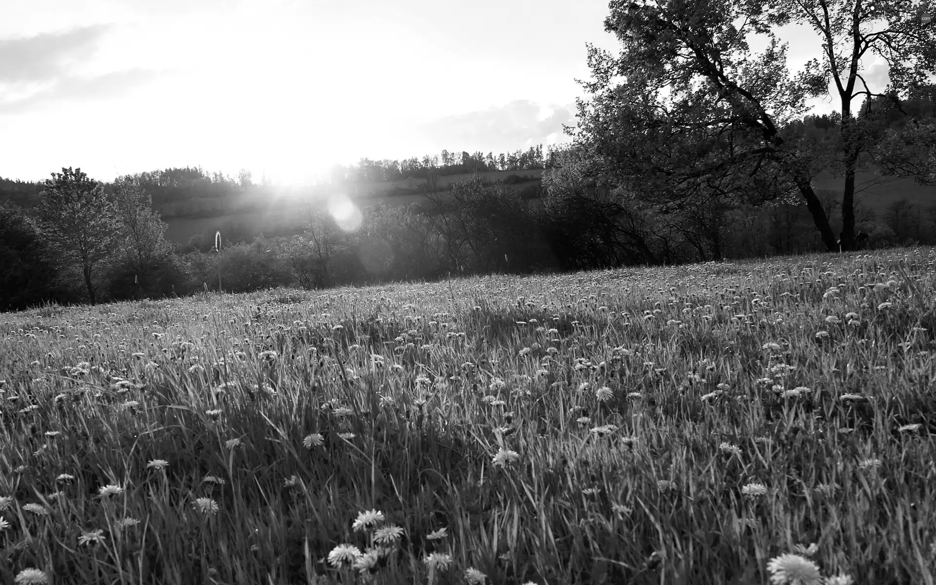 Meadow, grass, sun, Flowers
