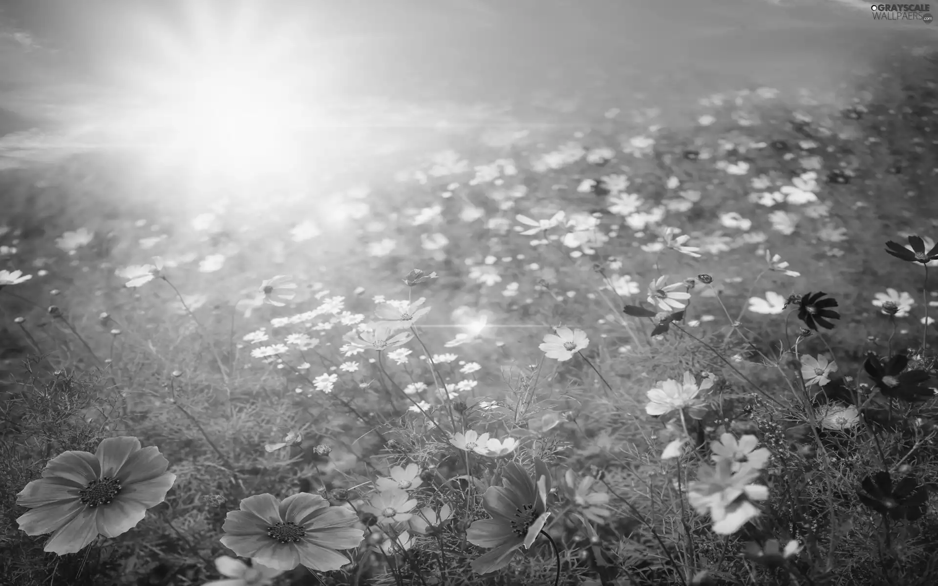 Meadow, rays, sun, Flowers