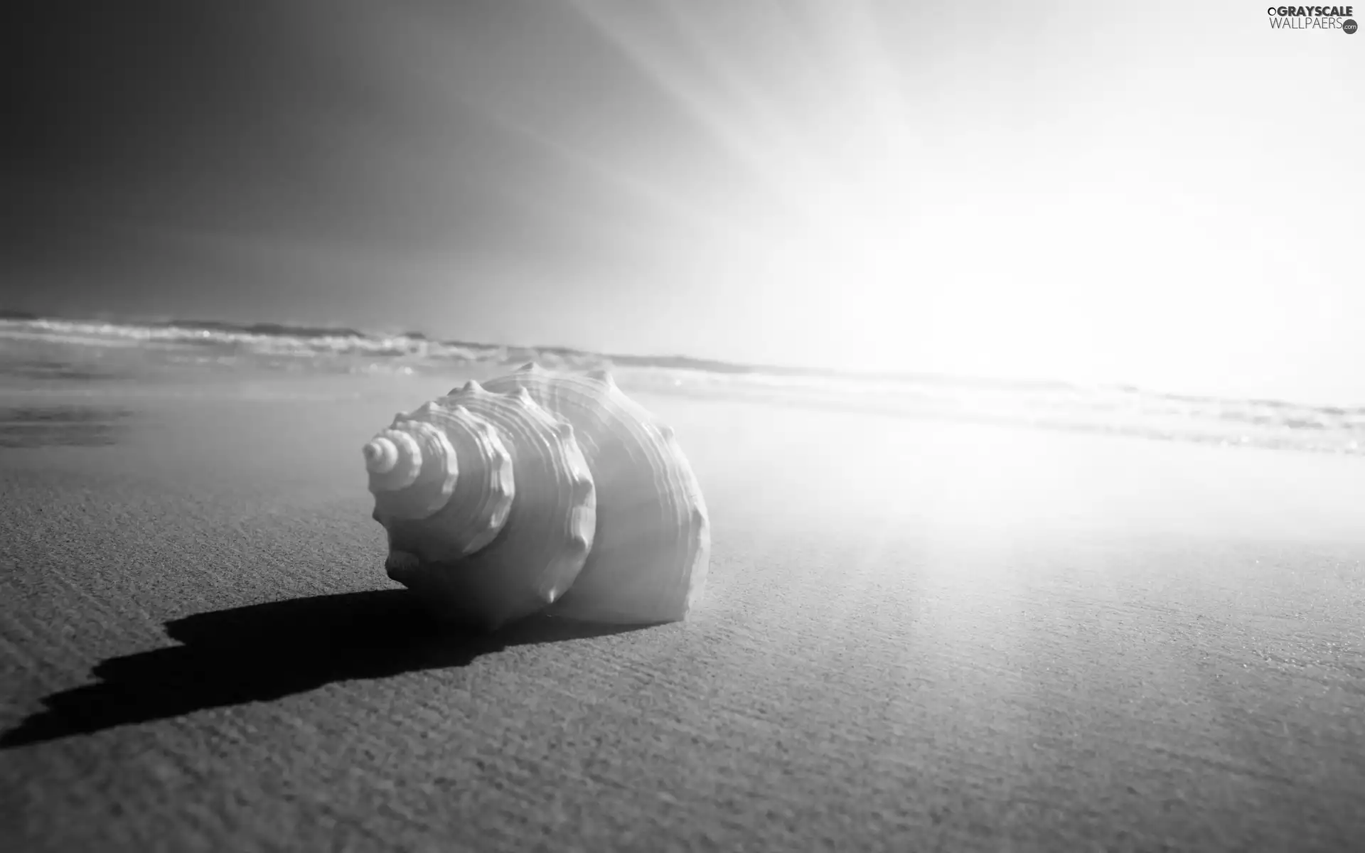 shell, west, sun, Beaches
