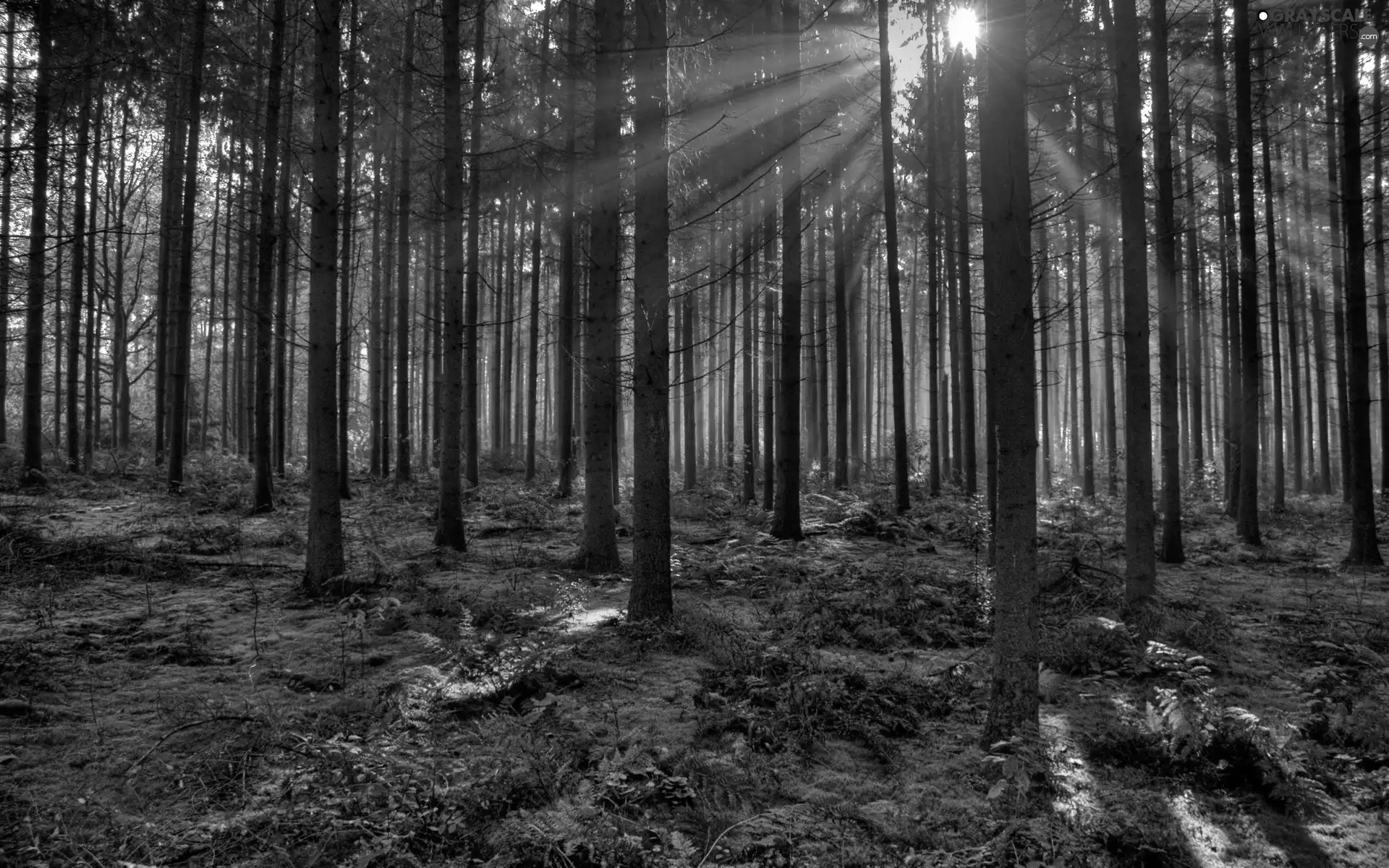 forest, rays, sun, The clear