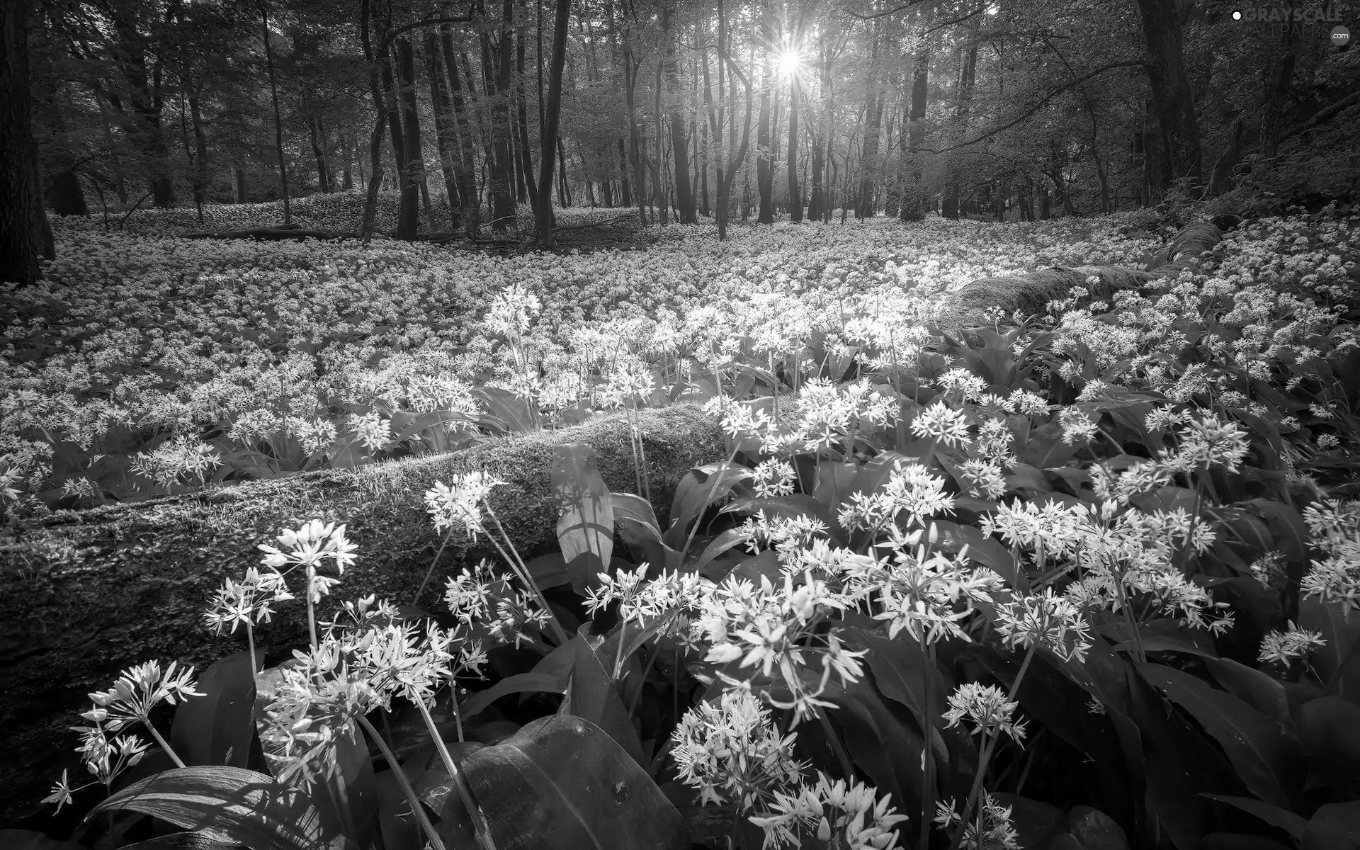 forest, Flowers, Wild Garlic, rays of the Sun