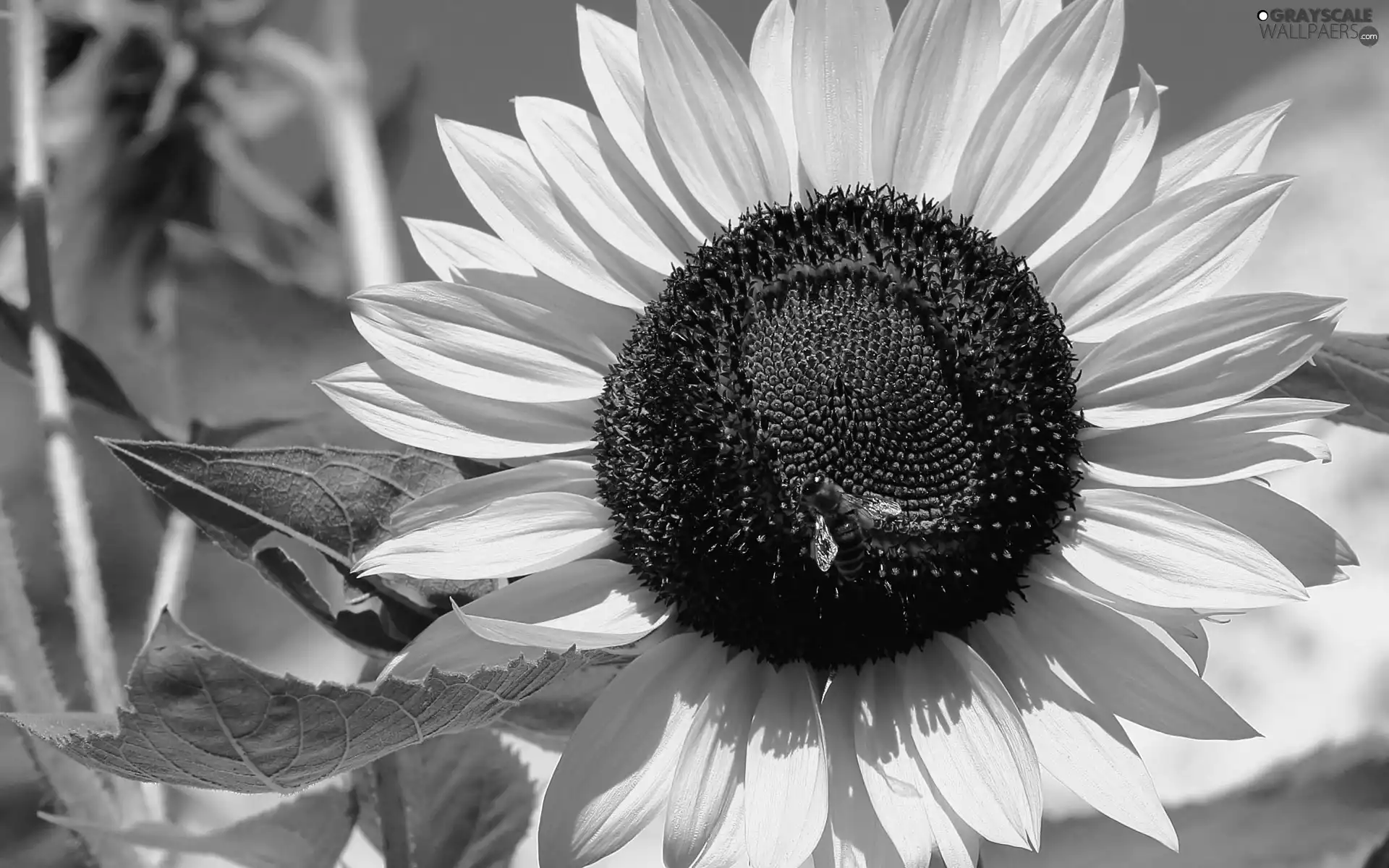 sunflower, bee, an