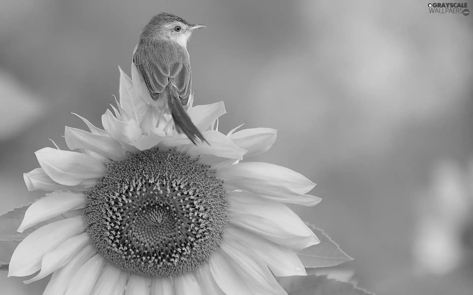 birdies, Sunflower