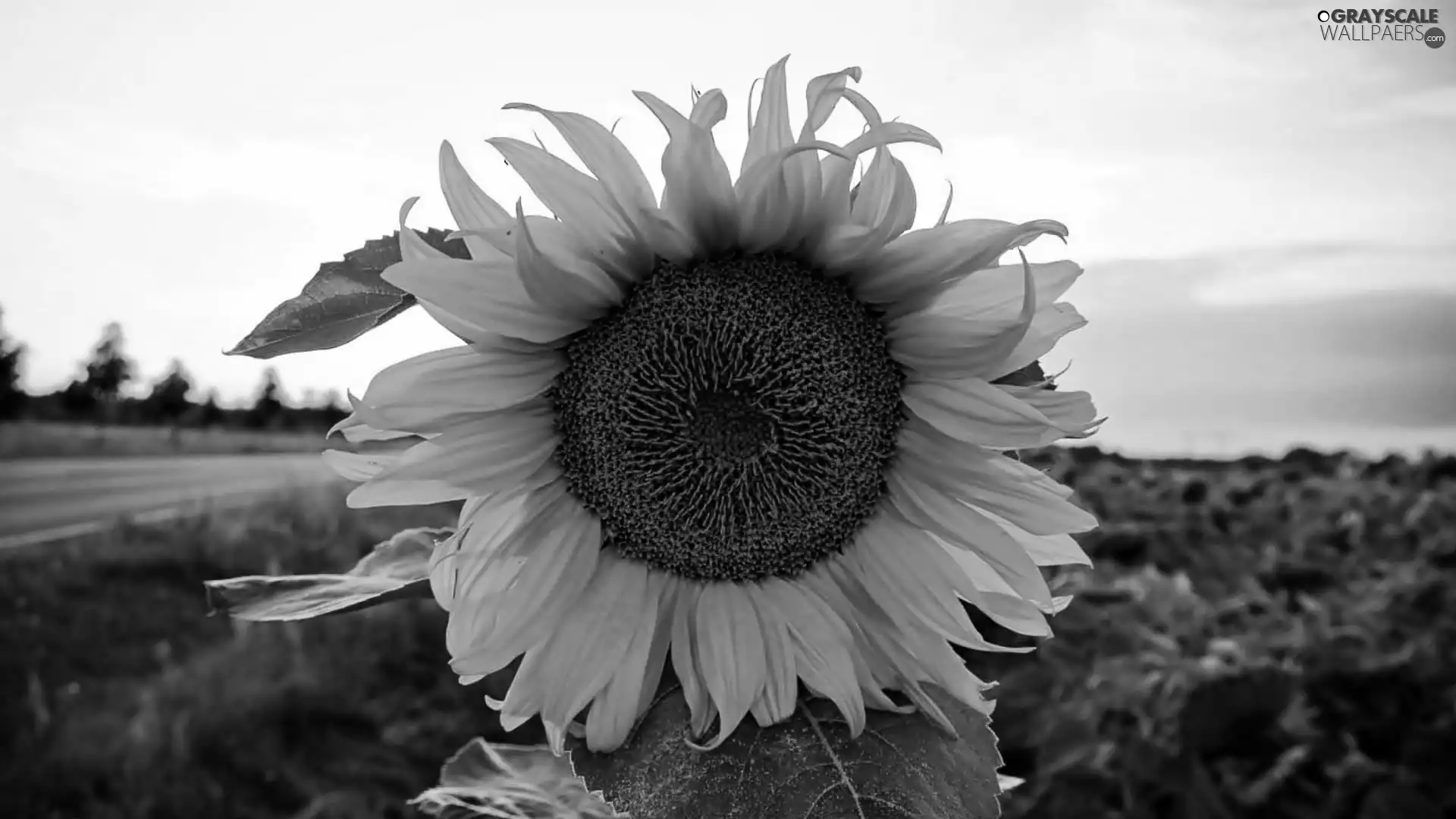 Field, Sunflower