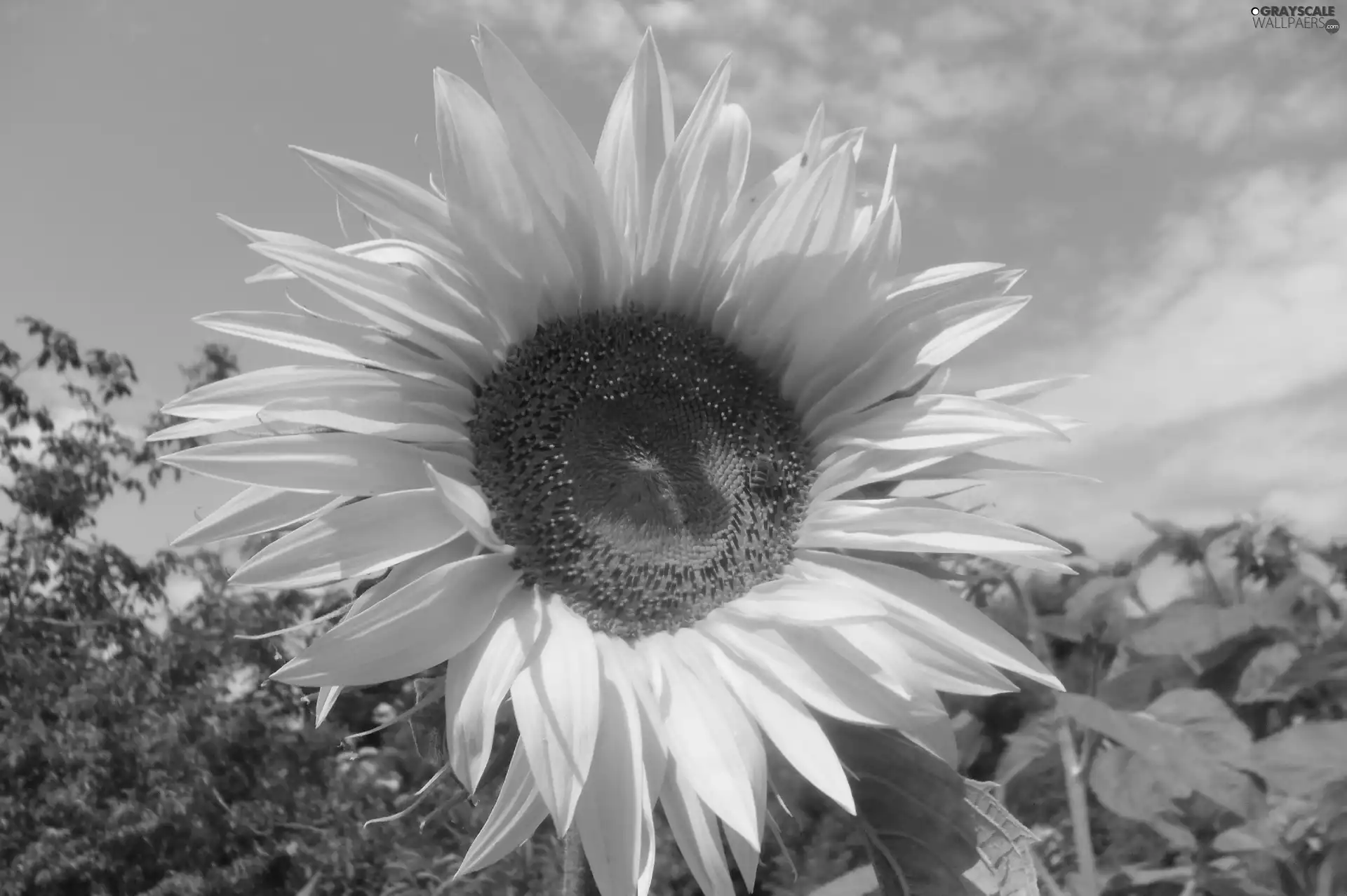 handsome, Sunflower