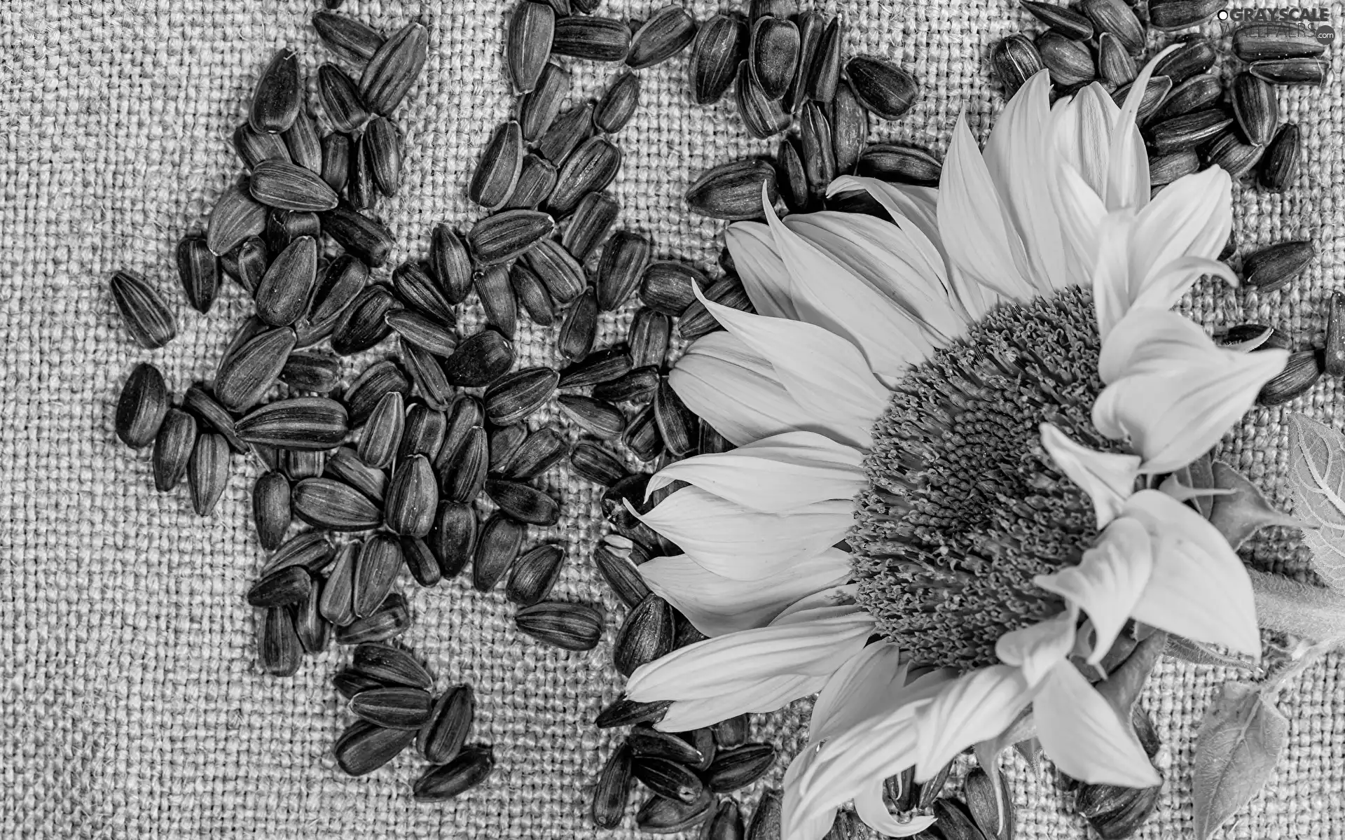 Seeds, Colourfull Flowers, Sunflower