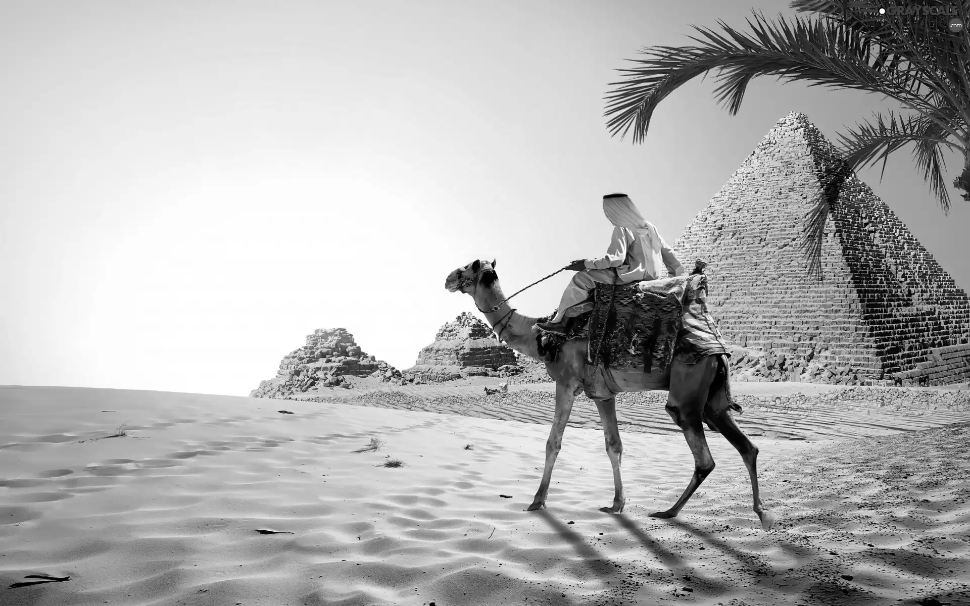 Sand, Camel, Palm, Pyramid, Egypt, Desert, Great Sunsets