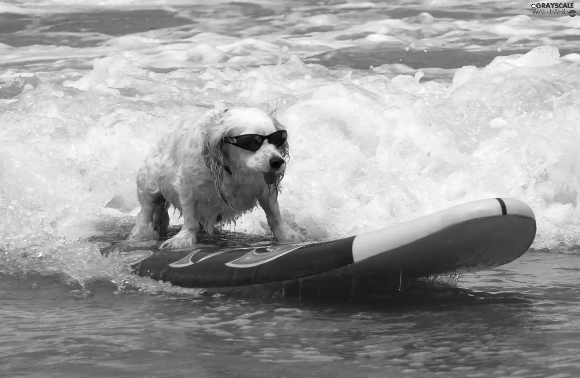 doggy, sea, Surfing, Glasses