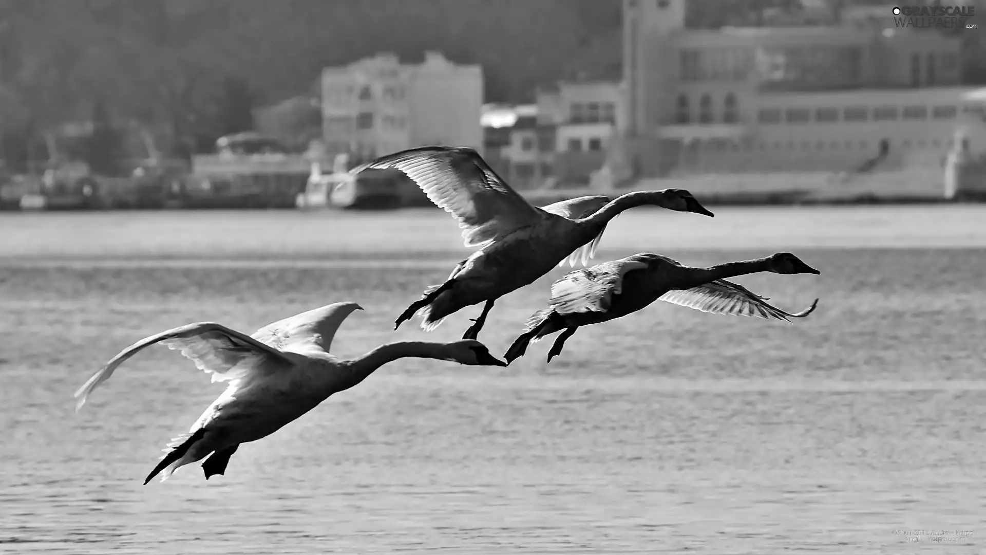 Swan, River, flying