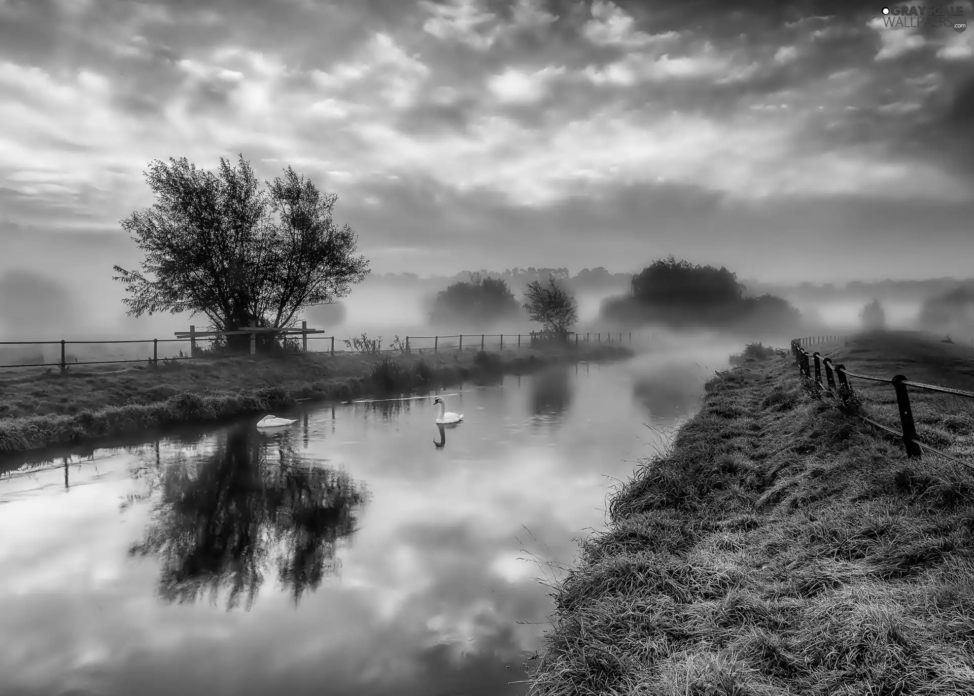 Swan, River, Fog