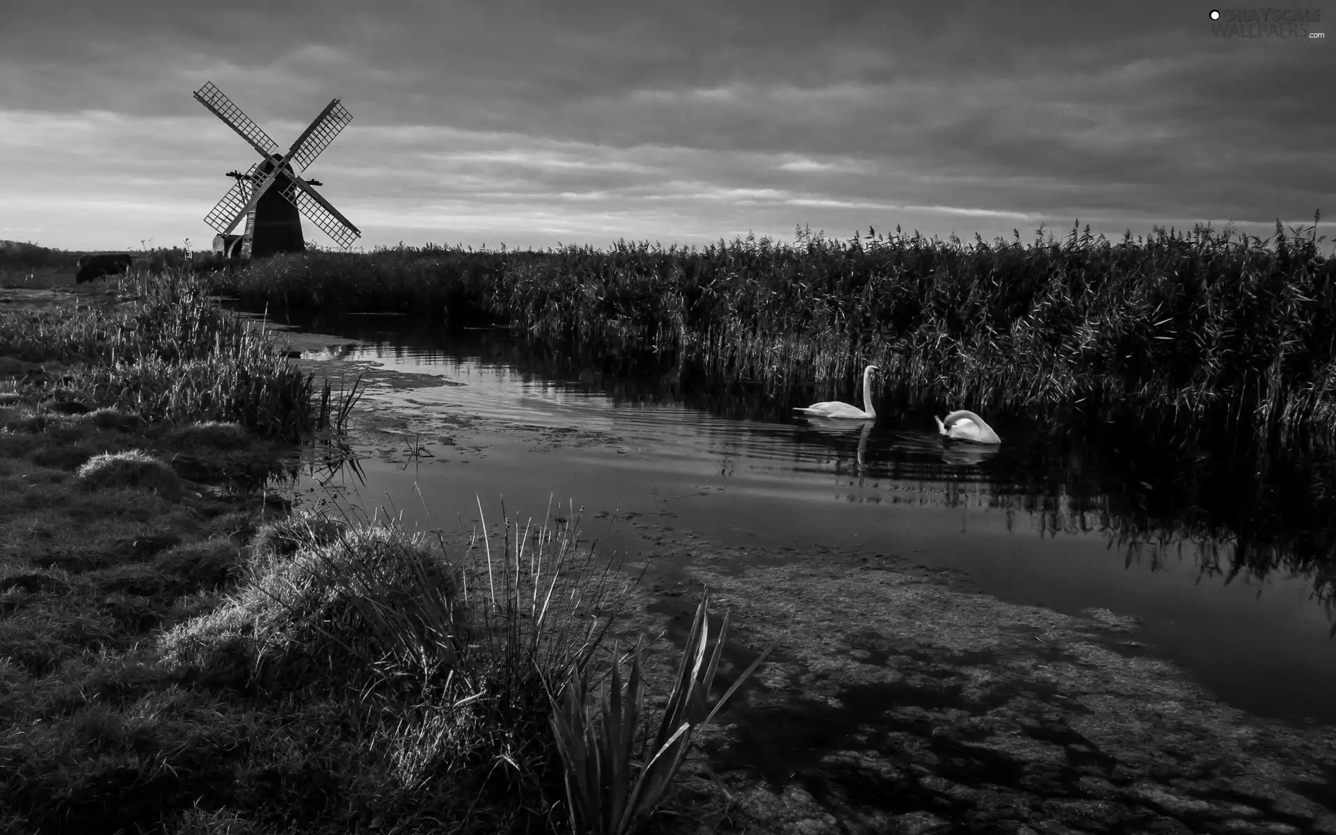 Swan, Windmill, River