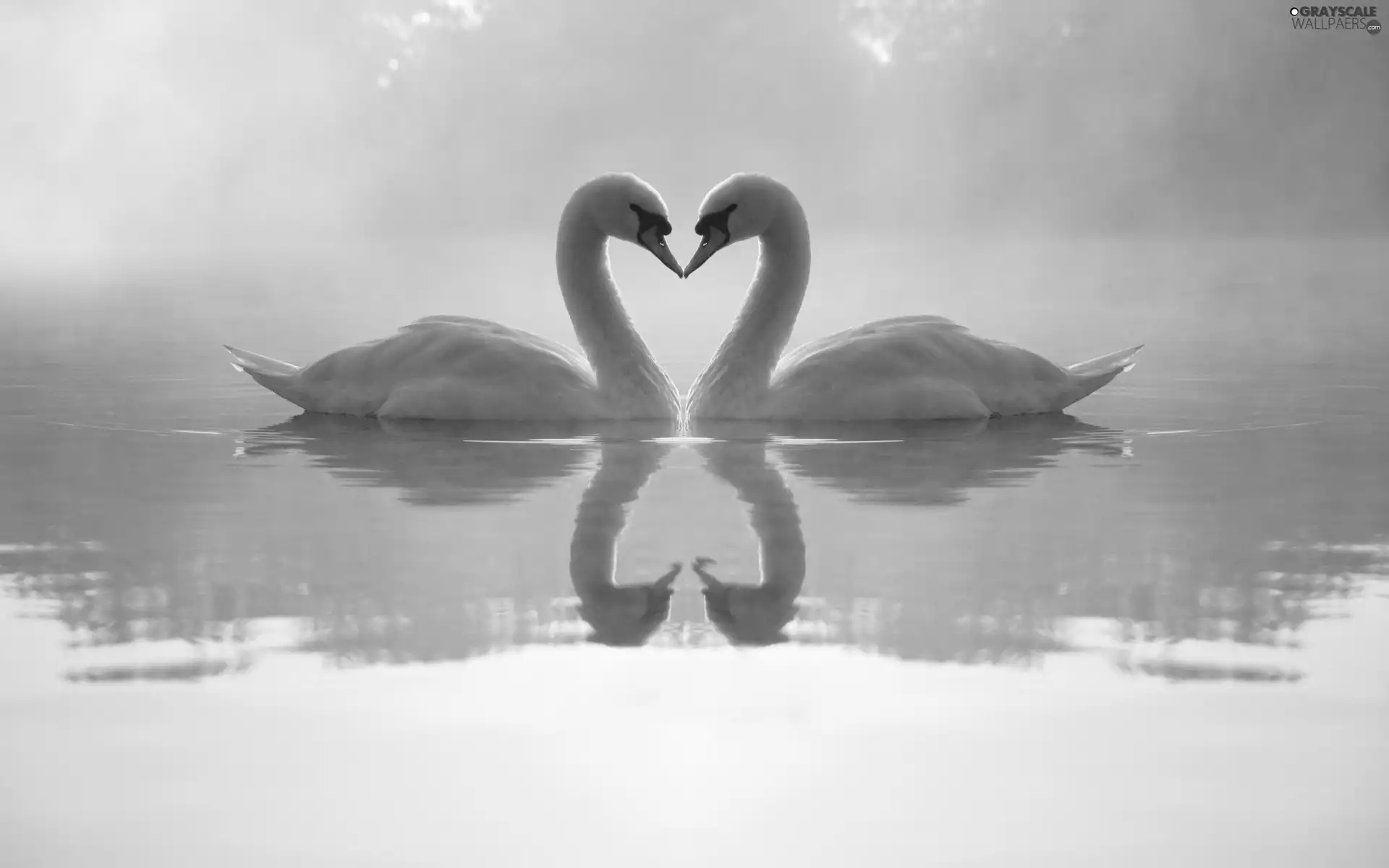 love, Two cars, Swan