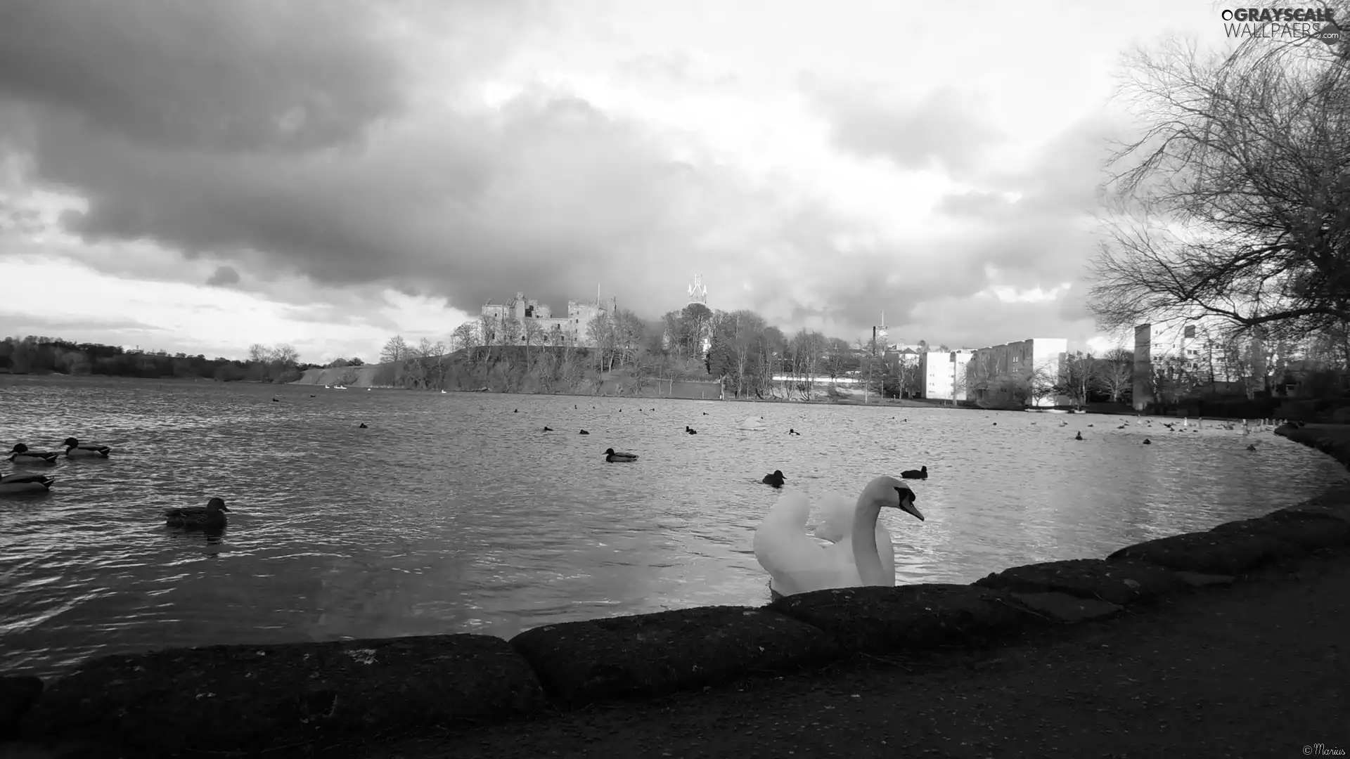 palace, Linlithgow, Black, Scotland, lake, Swans, White