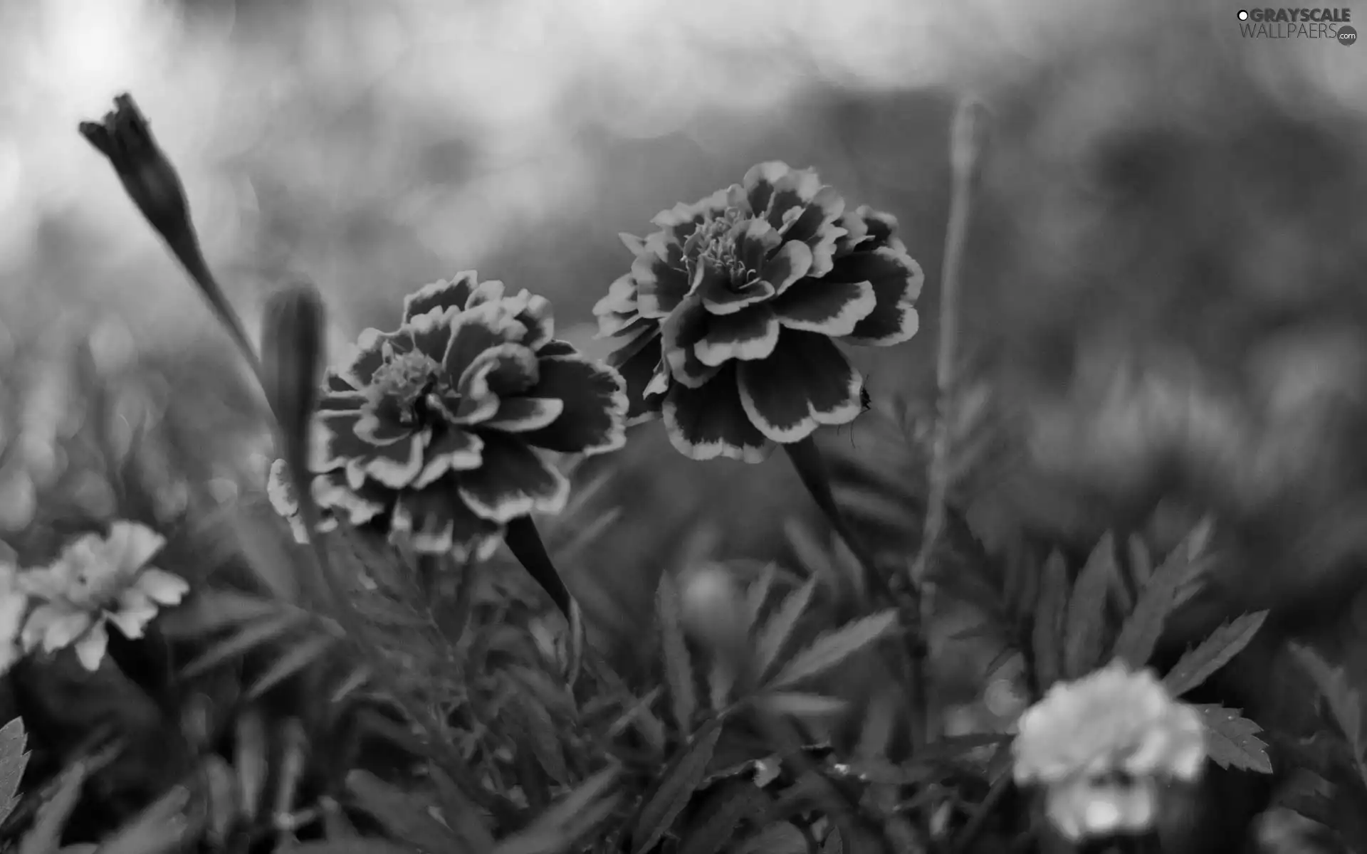 Flowers, Tagetes