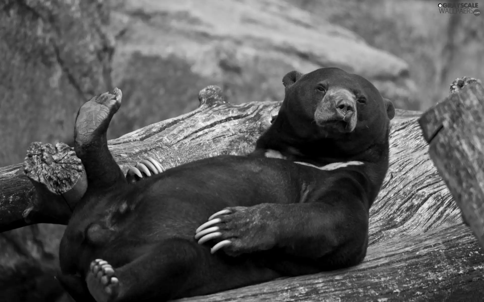 AMERICAN, Resting, Teddy Bear