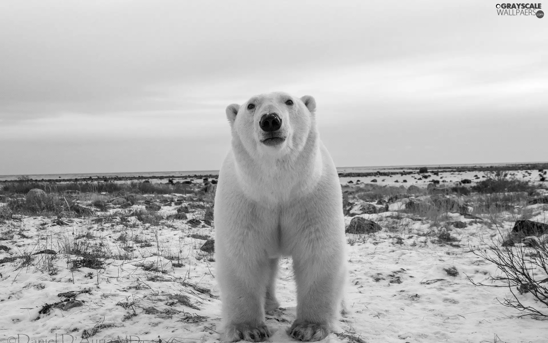 teddy bear, polar