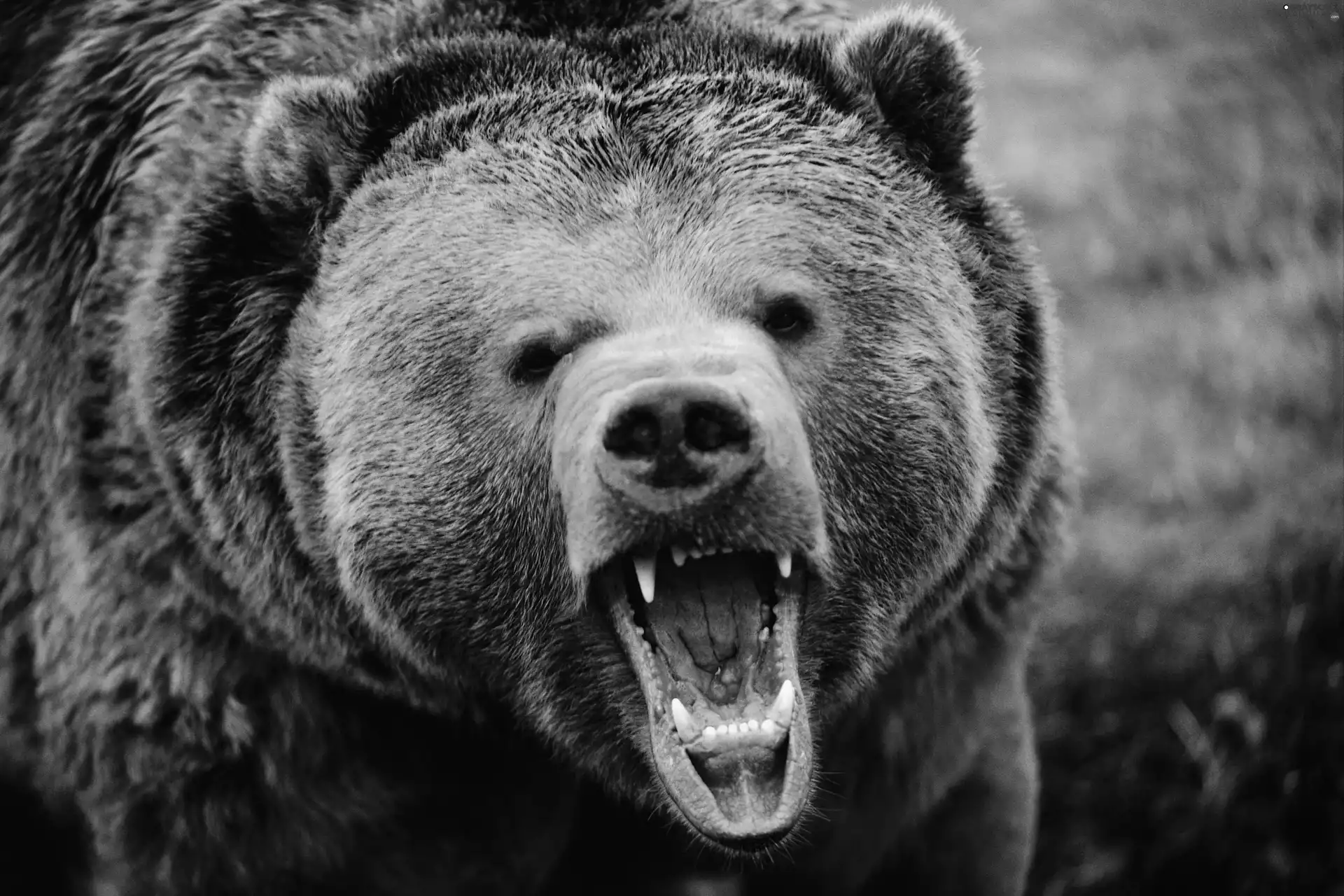 Teeth, Bear, roar