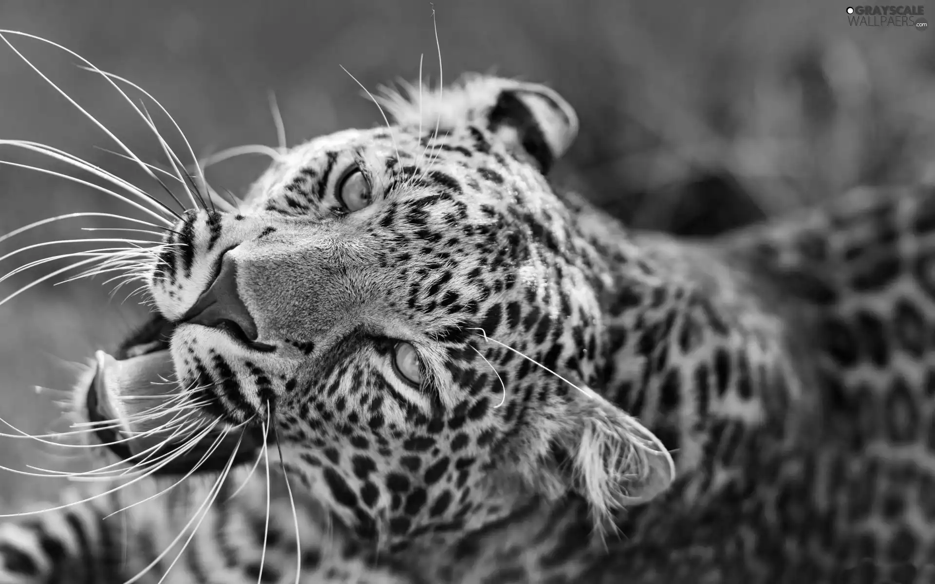 Leopards, Eyes, The look, Head