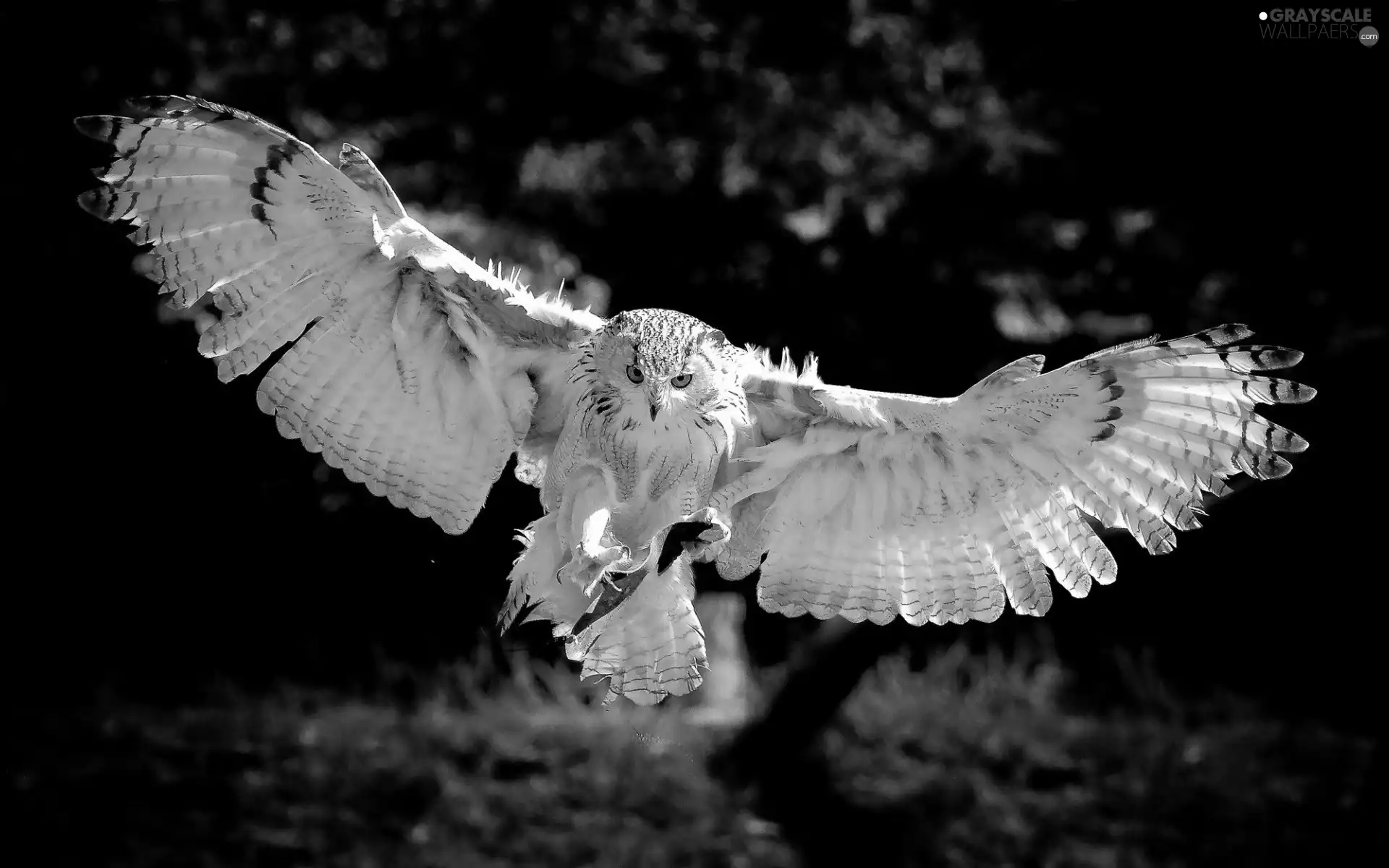 The flying, owl