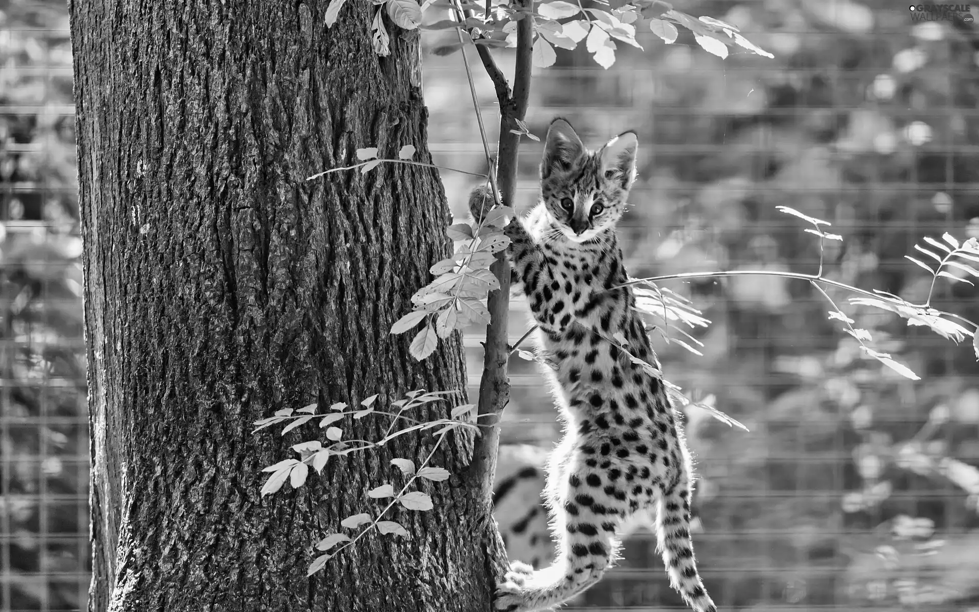 trees, Serval, The look