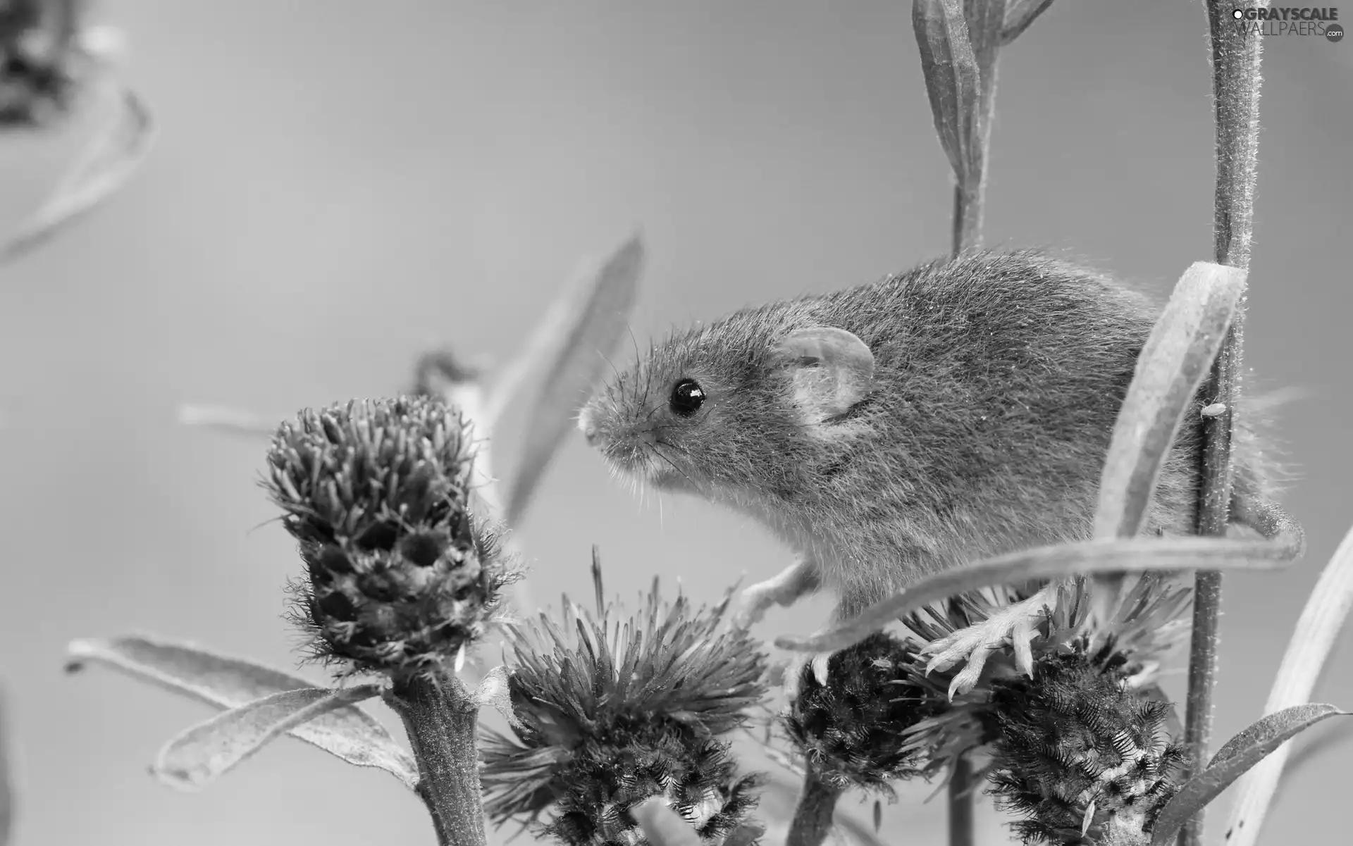 thistle, mouse, inflorescence