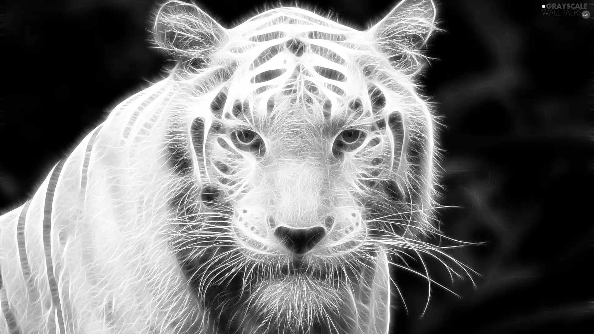 White, Head, Fractalius, tiger