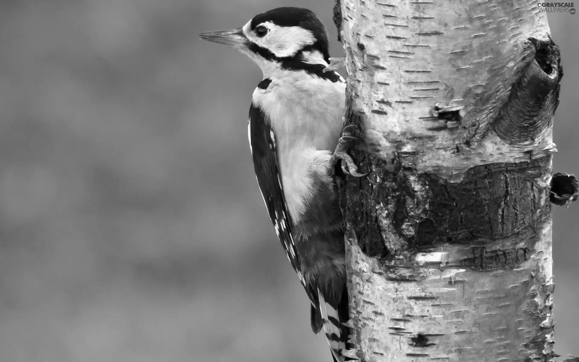 woodpecker, birch-tree