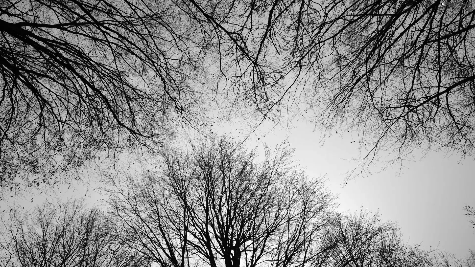 Sky, Black and white, viewes, branch pics, trees