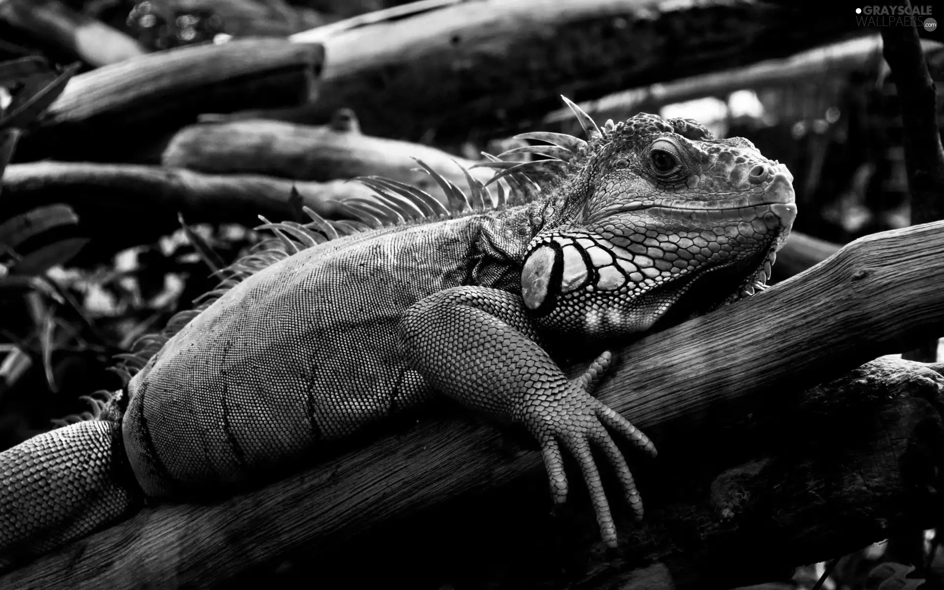 viewes, scales, Lod on the beach, trees, Iguana