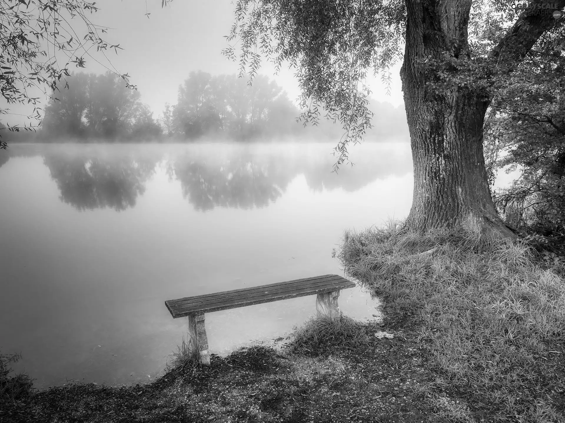 Bench, lake, Fog, trees
