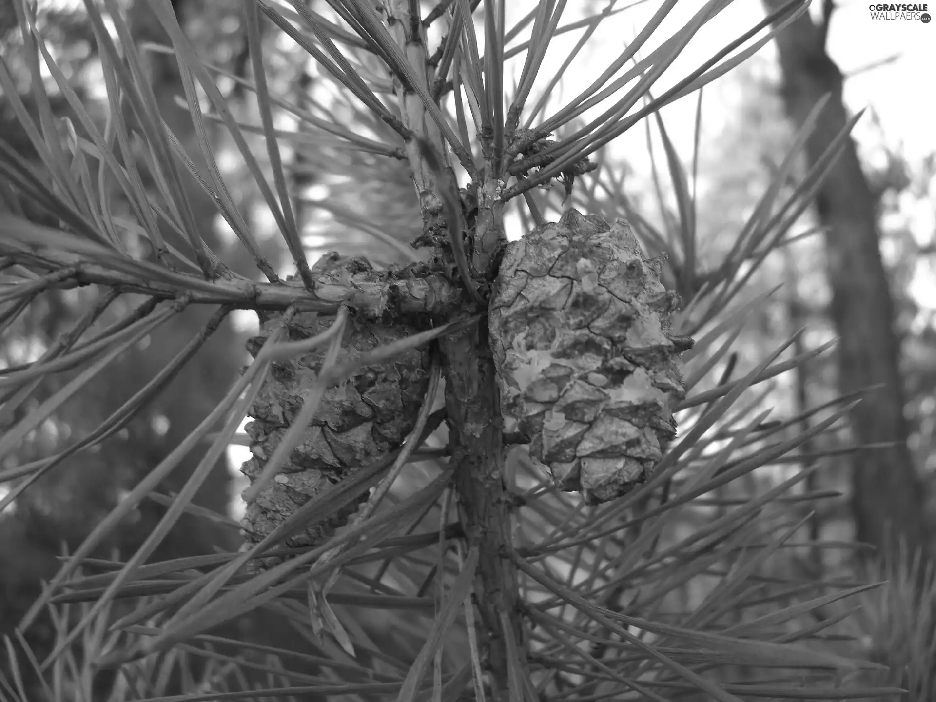 trees, pine, cones
