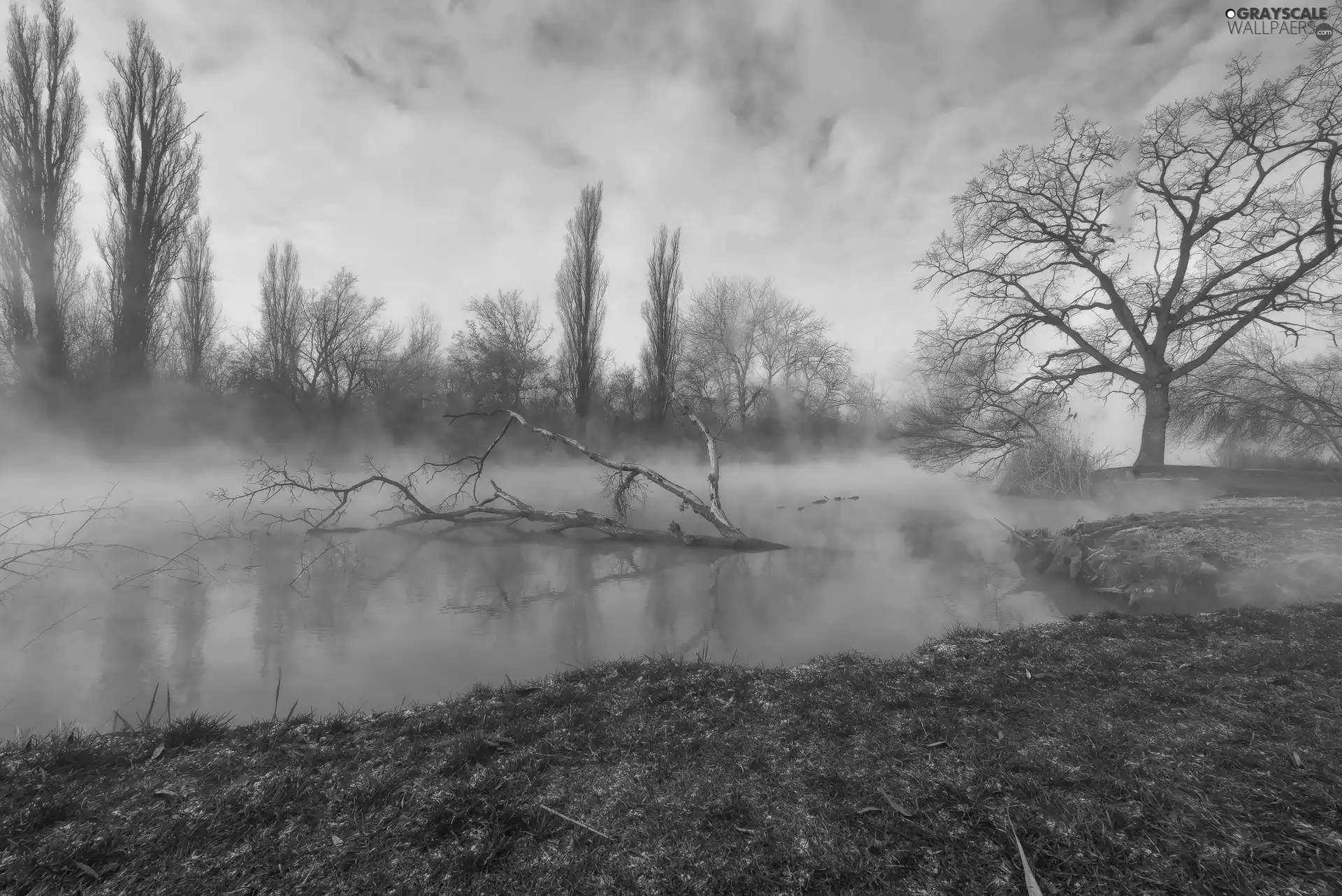 trees, River, fallen, trees, viewes, Fog