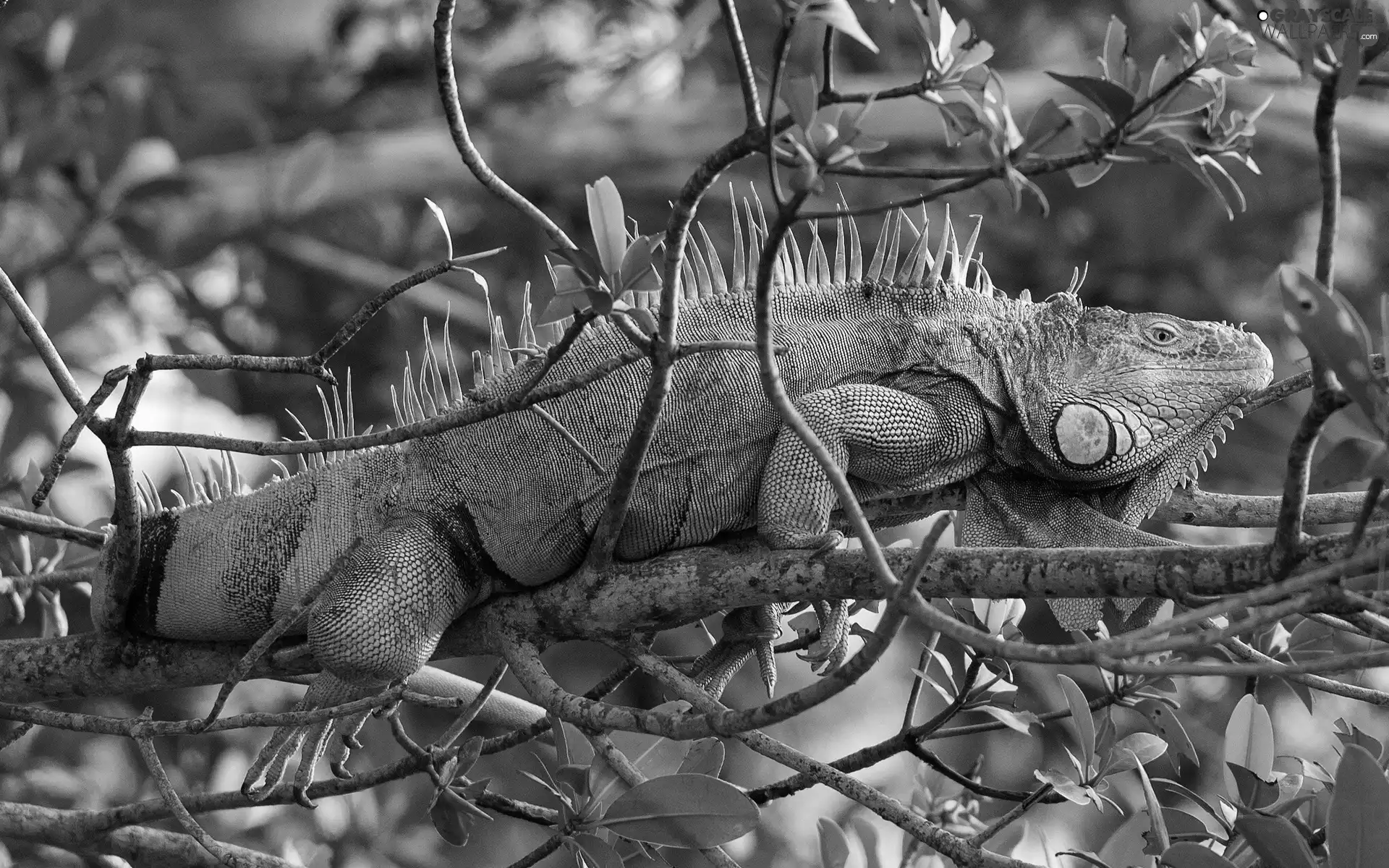Iguana, trees