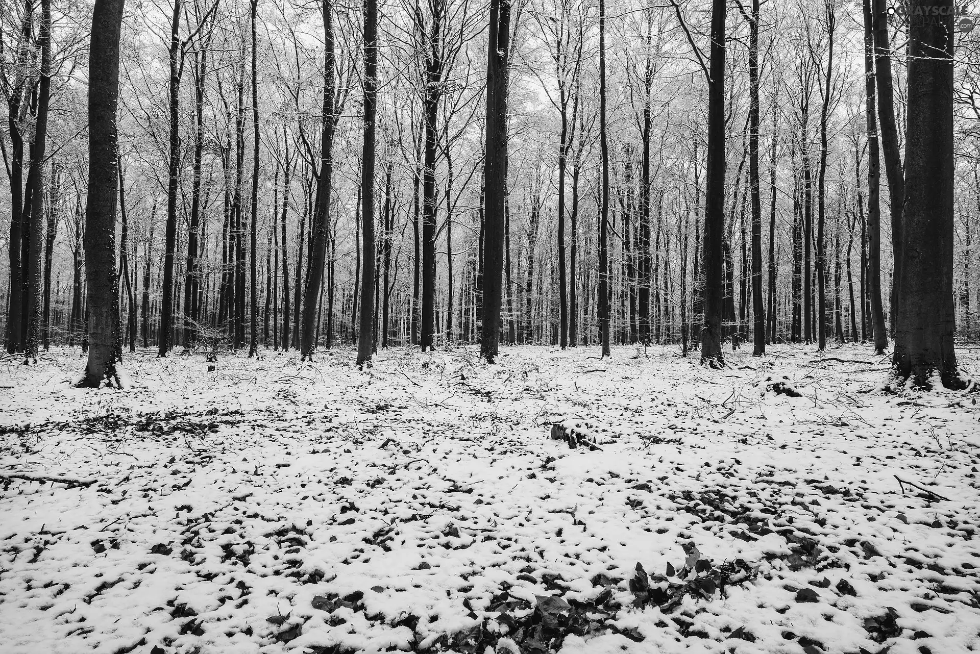 viewes, forest, Leaf, trees, winter, fallen, snow