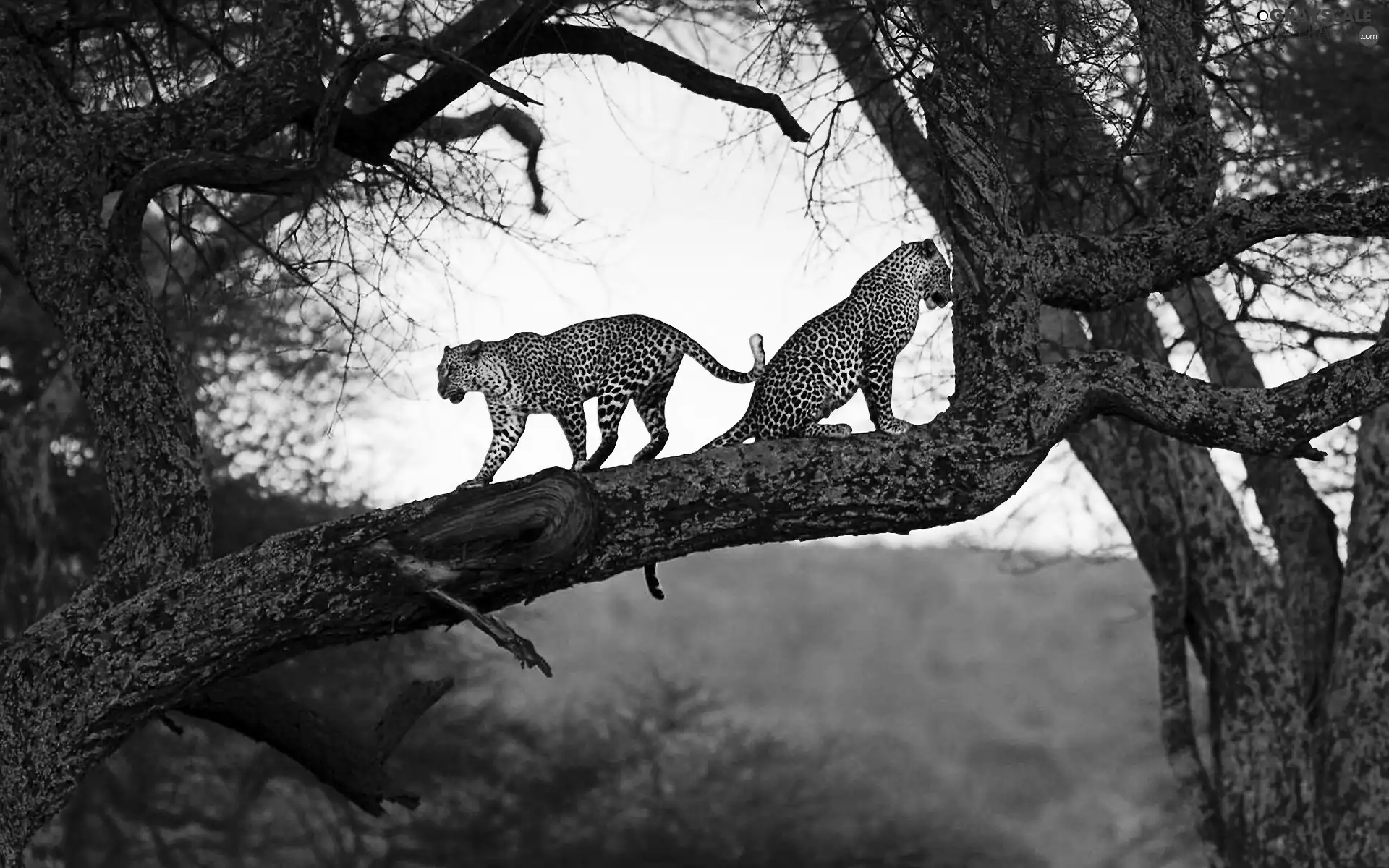Leopard, trees