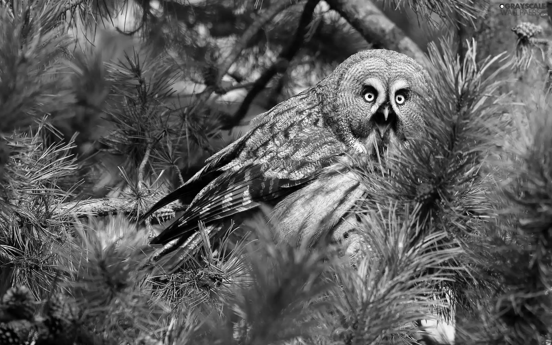 Twigs, owl, Tawny owl great gray owl
