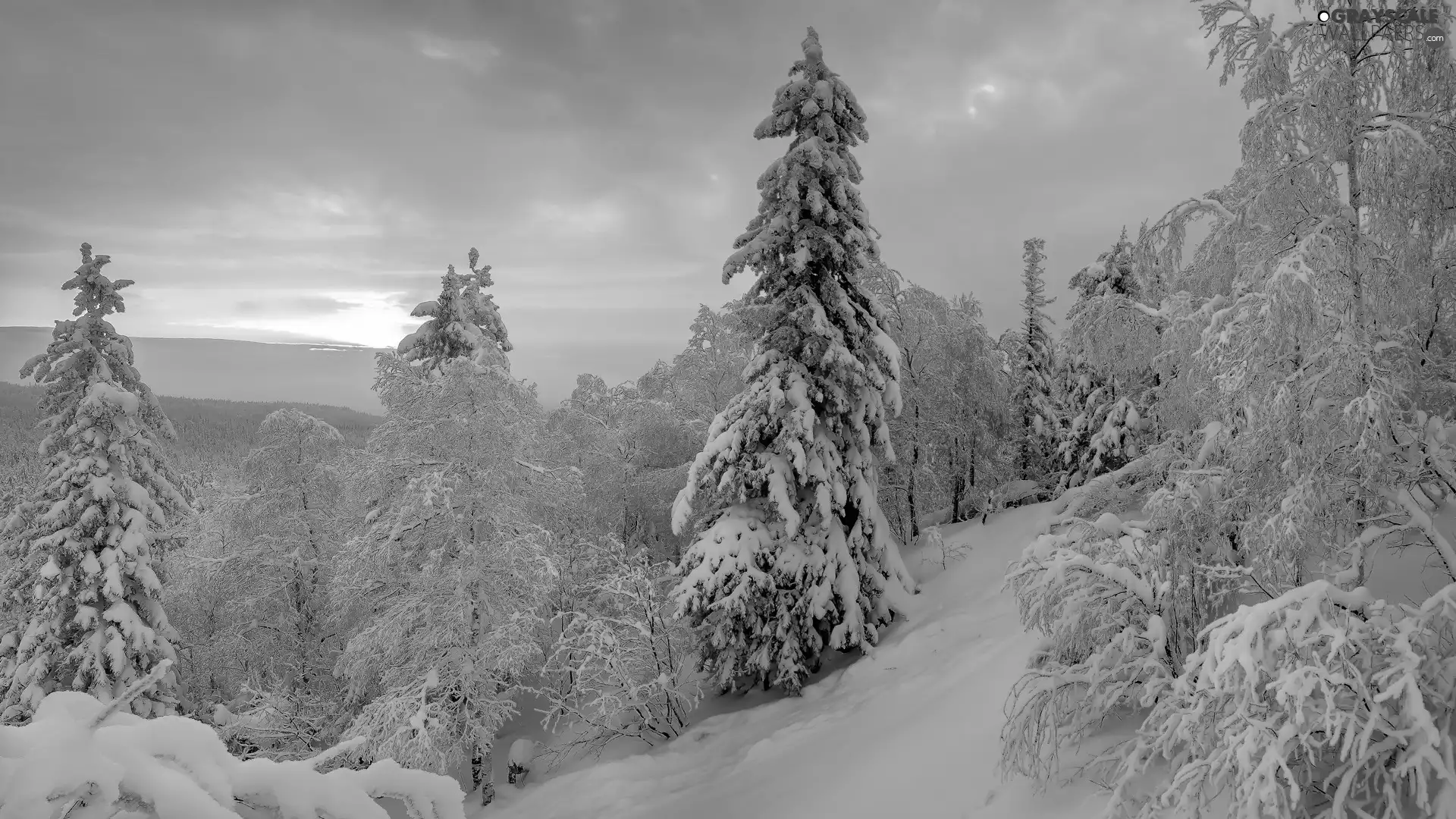 viewes, Snowy, snow, trees, winter, Sunrise, drifts